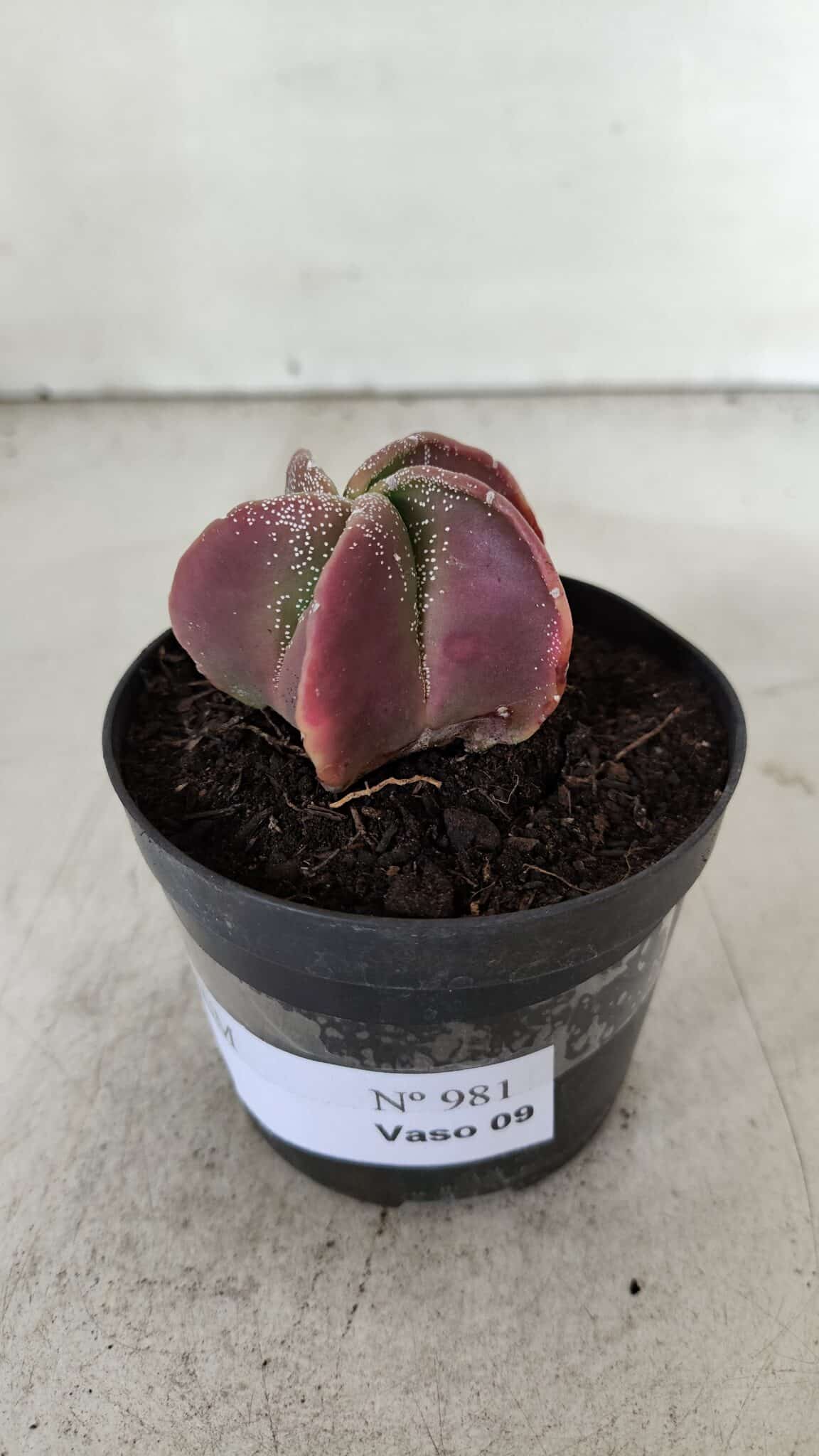 ASTROPHYTUM MYRIOSTIGMA Nº 981 – vaso 09