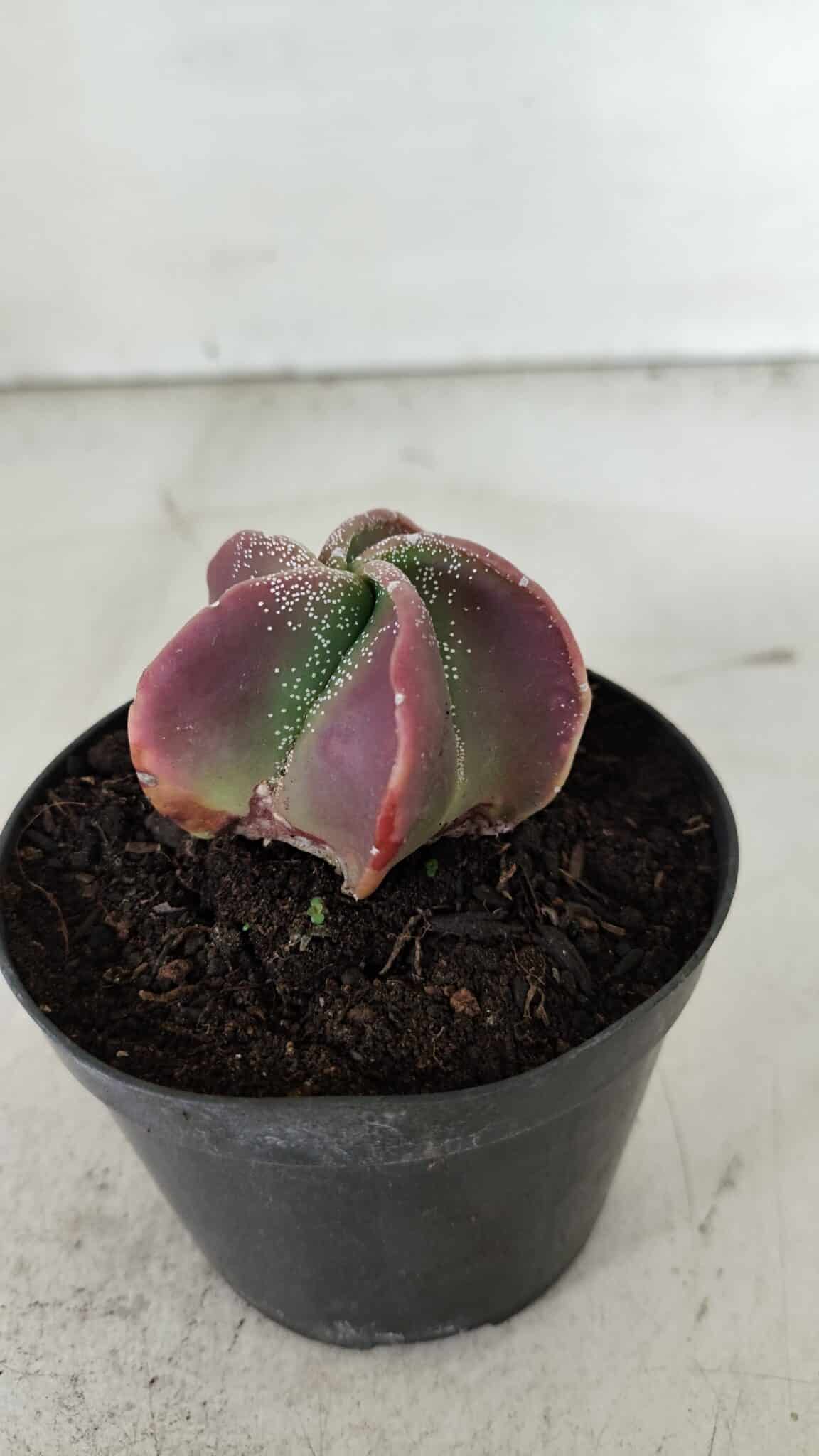 ASTROPHYTUM MYRIOSTIGMA Nº 981 – vaso 09