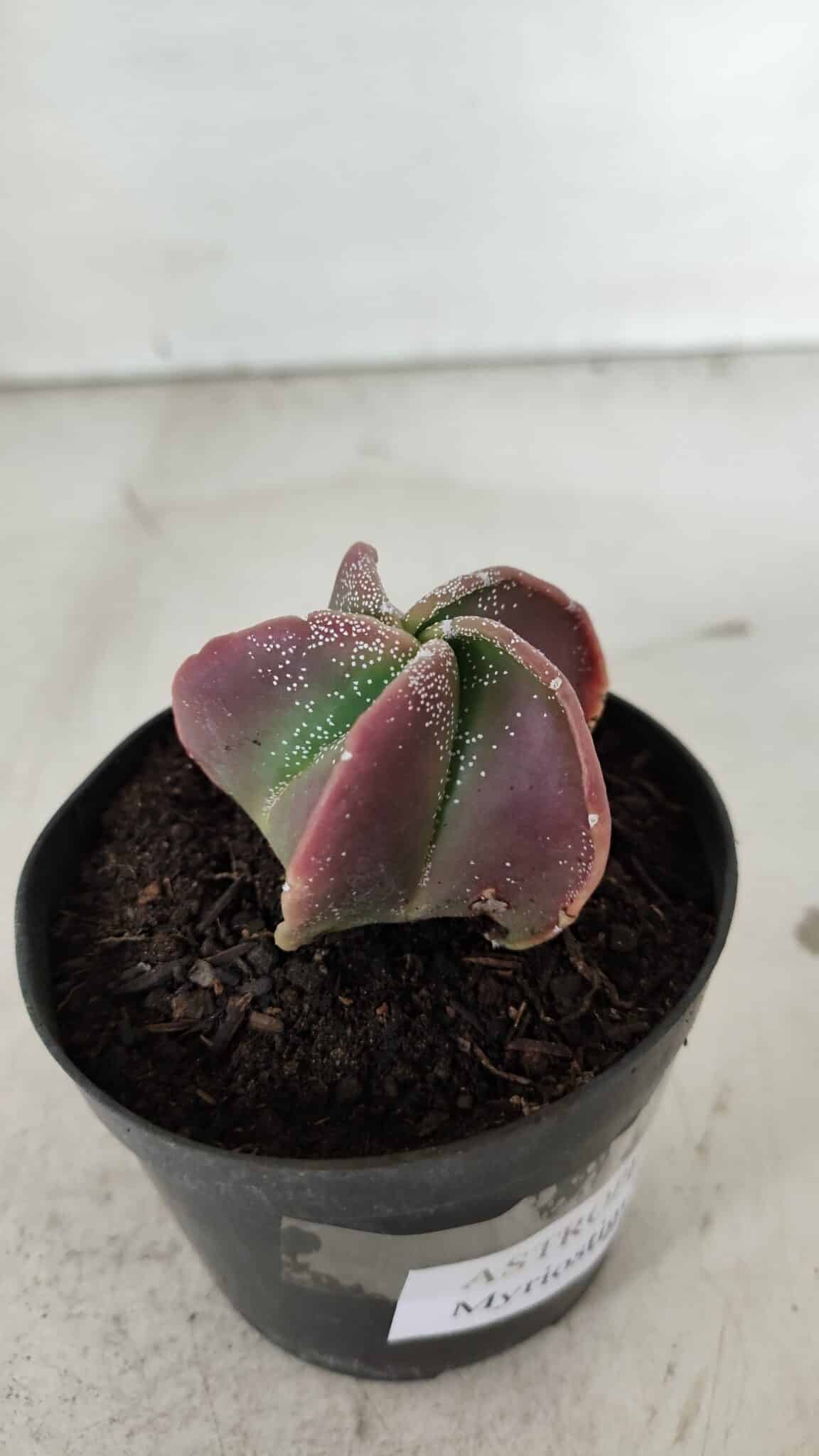 ASTROPHYTUM MYRIOSTIGMA Nº 981 – vaso 09