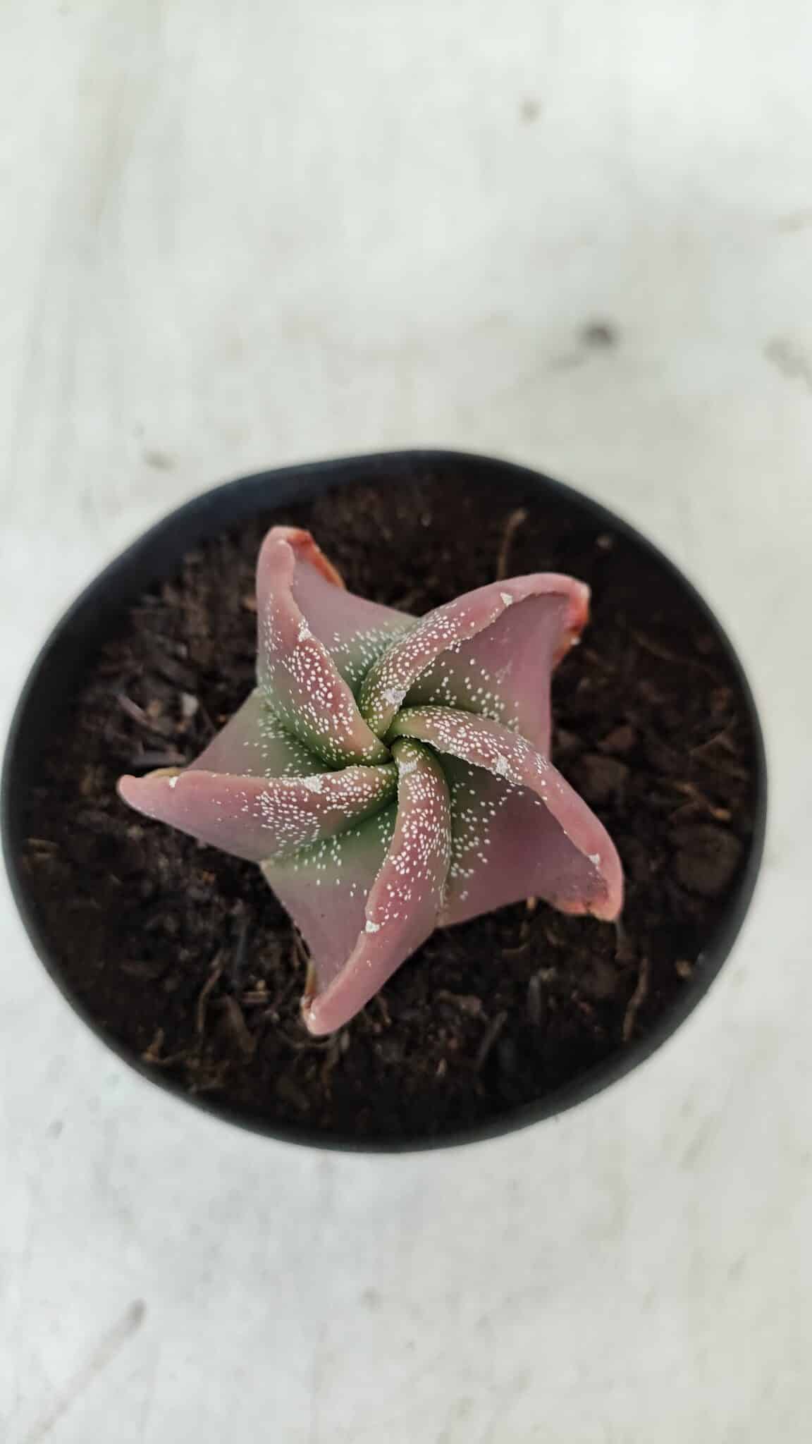 ASTROPHYTUM MYRIOSTIGMA Nº 981 – vaso 09