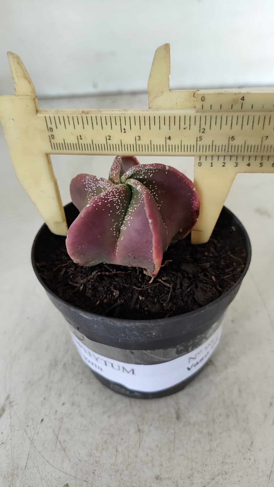 ASTROPHYTUM MYRIOSTIGMA Nº 981 – vaso 09