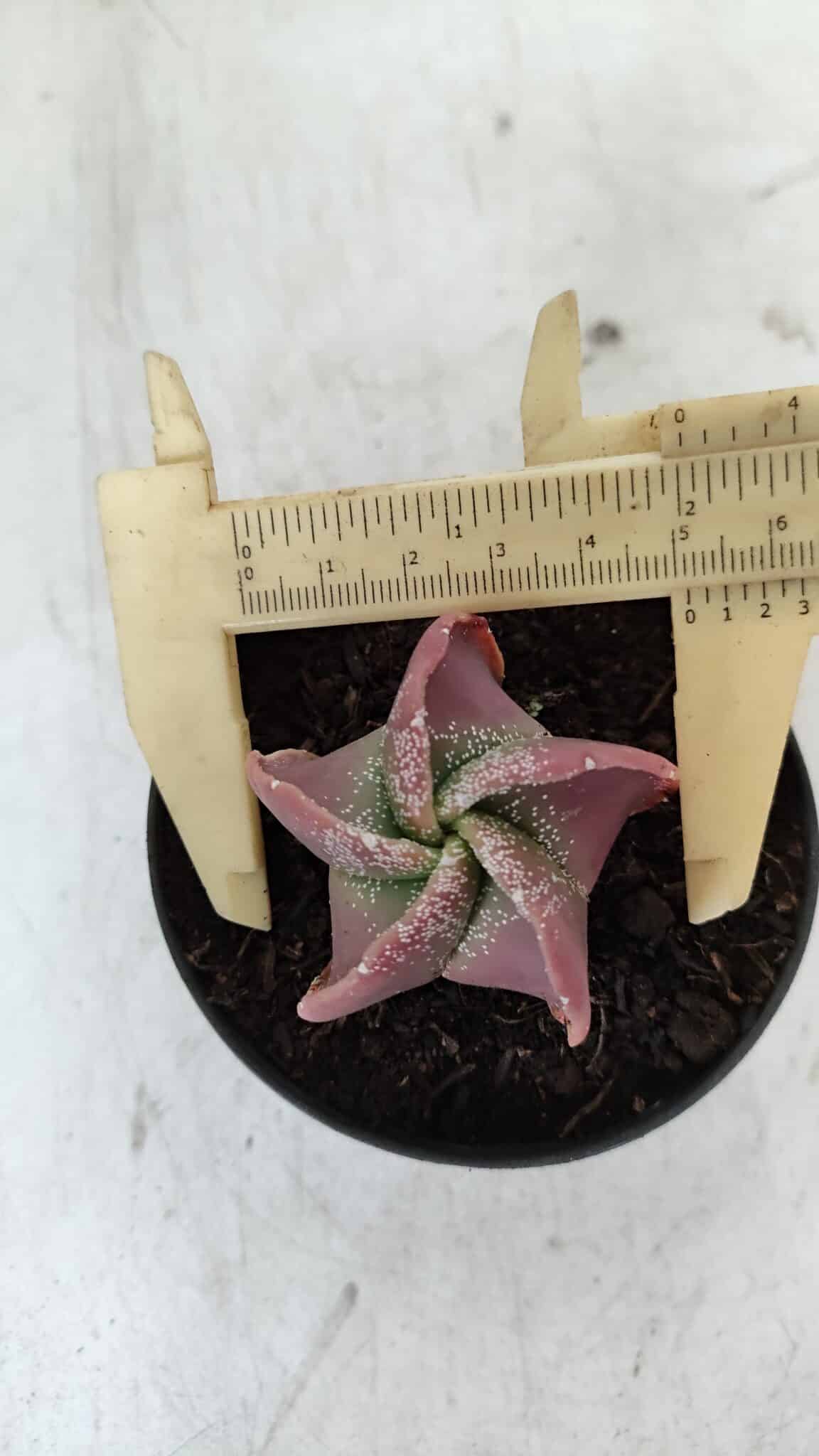 ASTROPHYTUM MYRIOSTIGMA Nº 981 – vaso 09