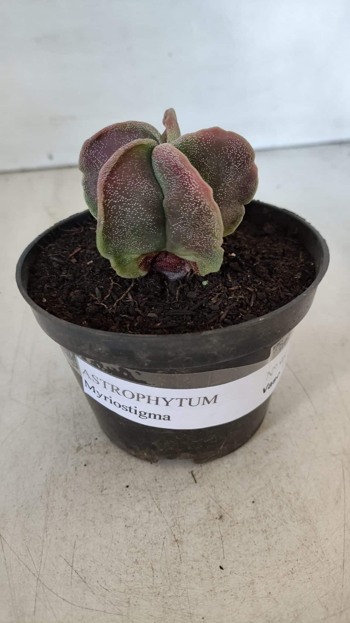 ASTROPHYTUM MYRIOSTIGMA Nº 982 – vaso 11