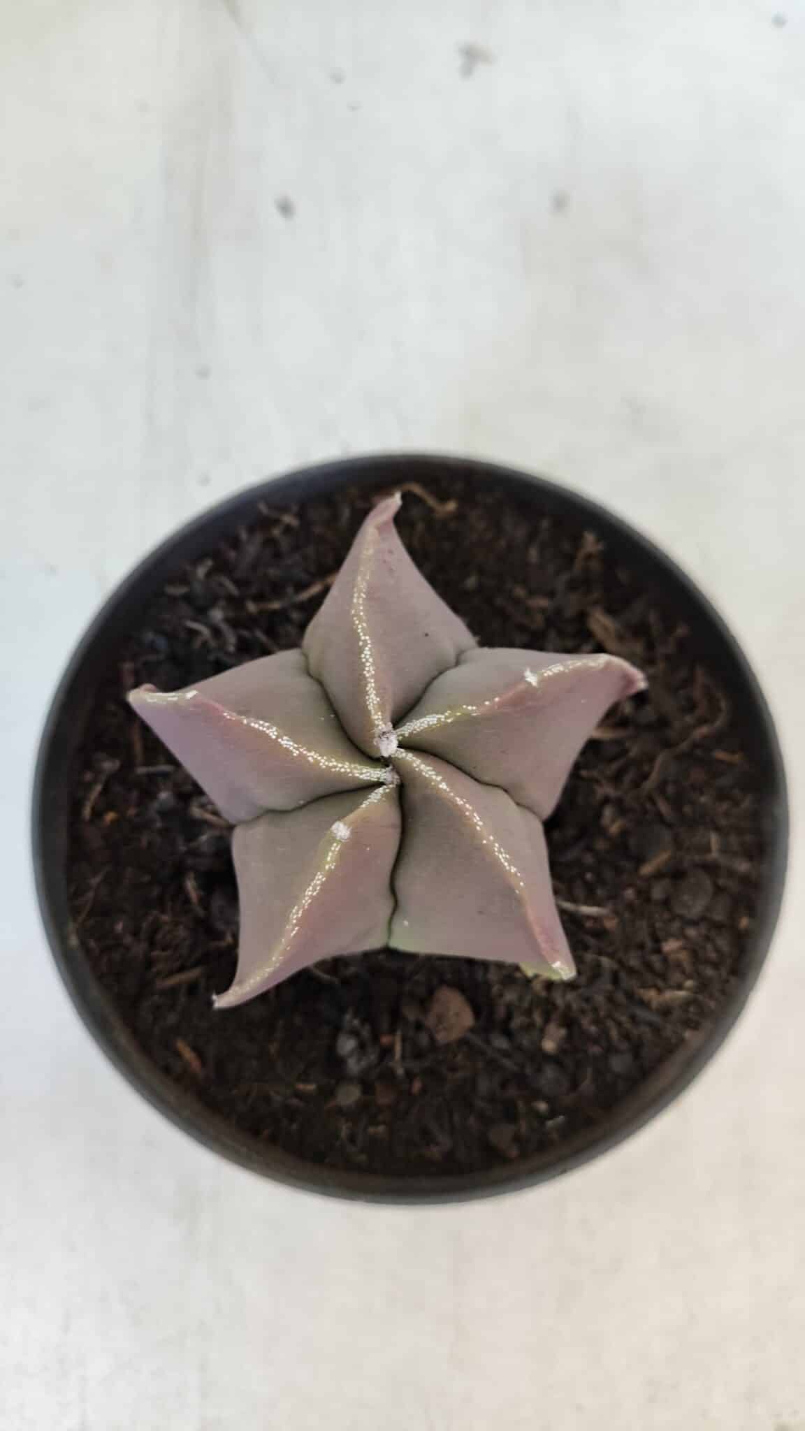 ASTROPHYTUM MYRIOSTIGMA Nº 985 – vaso 11