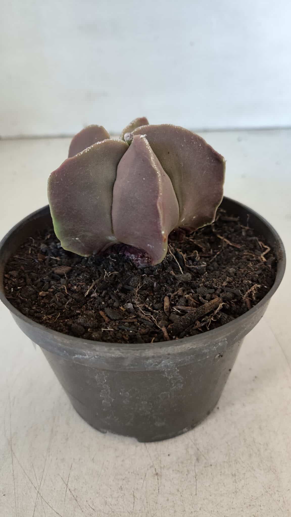 ASTROPHYTUM MYRIOSTIGMA Nº 985 – vaso 11