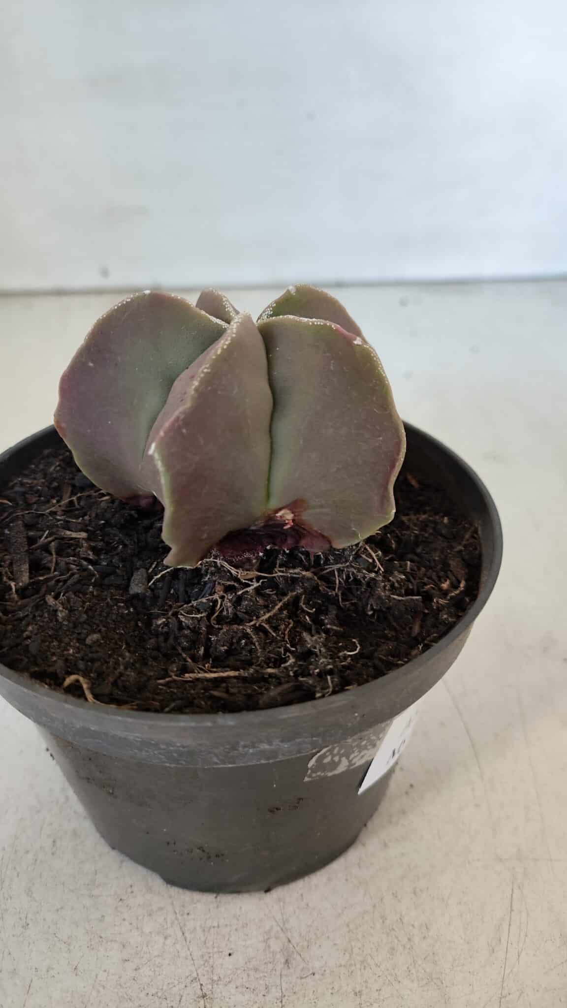 ASTROPHYTUM MYRIOSTIGMA Nº 985 – vaso 11
