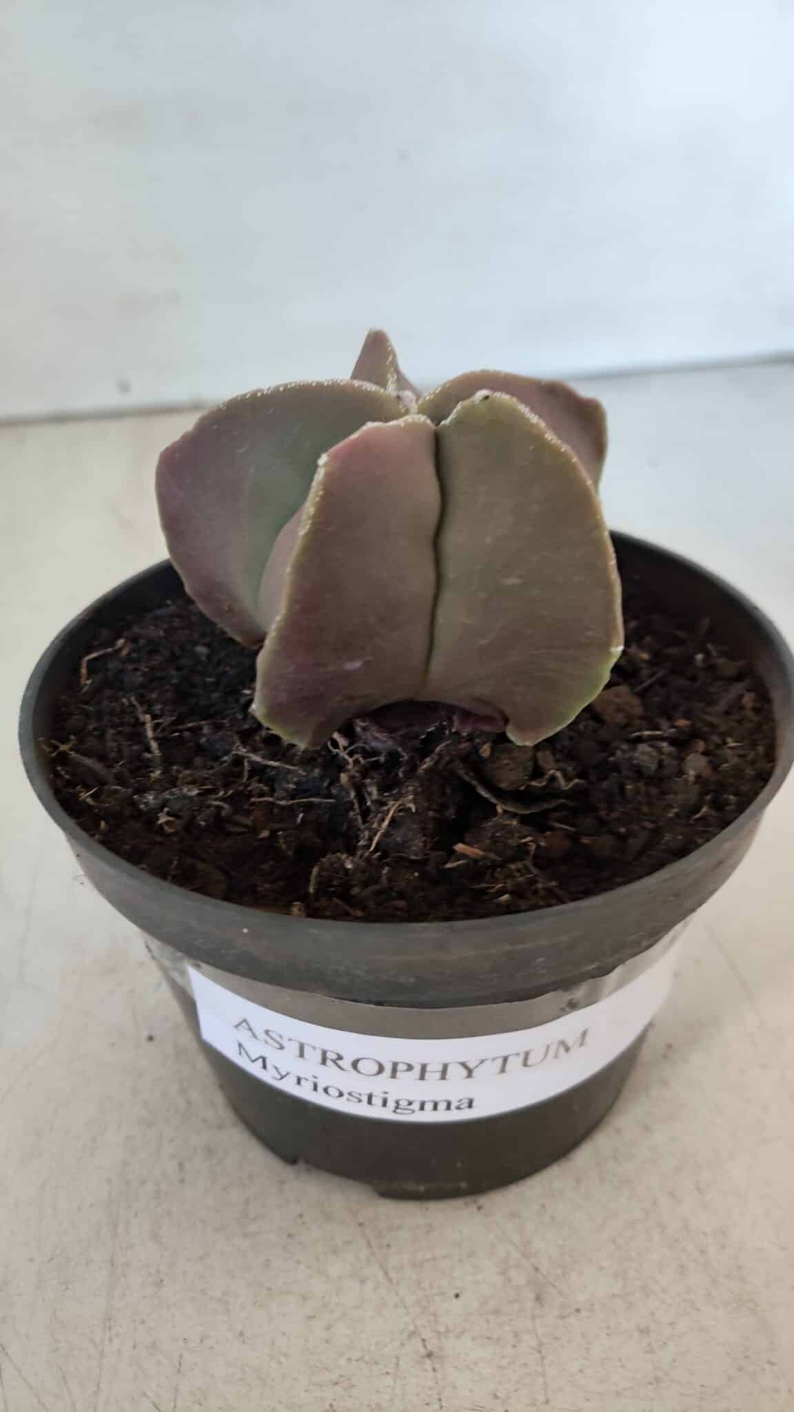 ASTROPHYTUM MYRIOSTIGMA Nº 985 – vaso 11