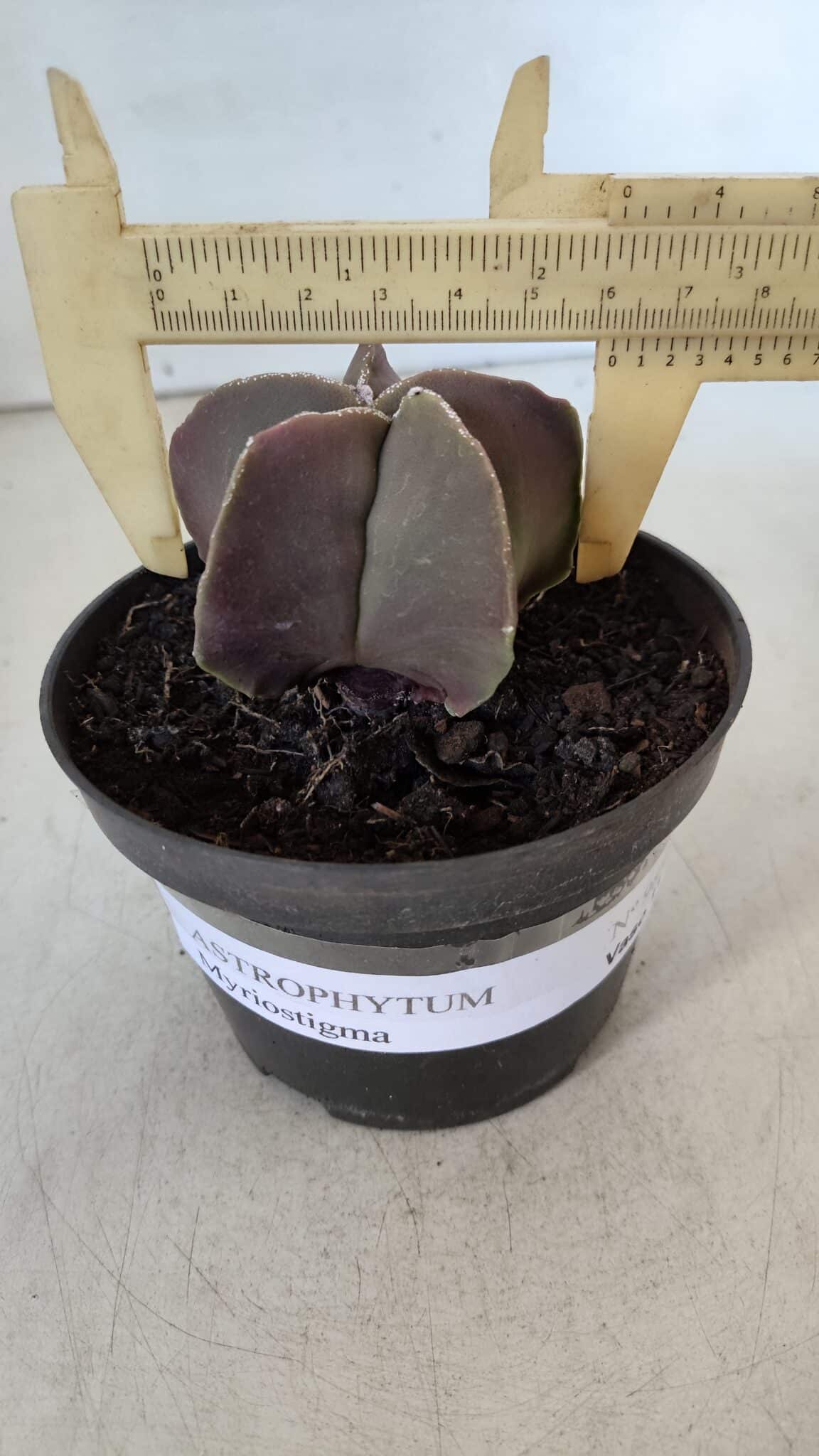 ASTROPHYTUM MYRIOSTIGMA Nº 985 – vaso 11