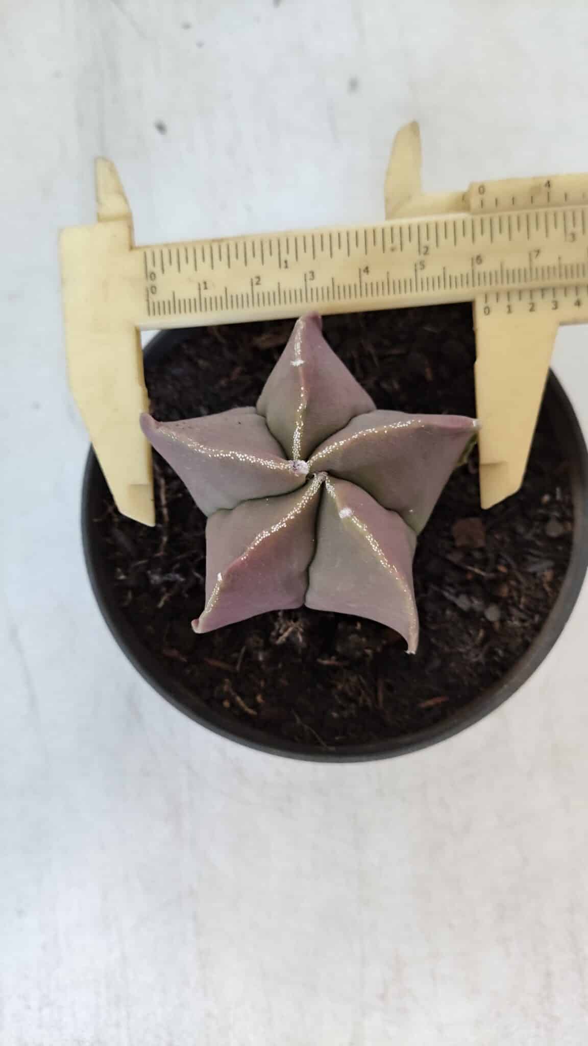 ASTROPHYTUM MYRIOSTIGMA Nº 985 – vaso 11