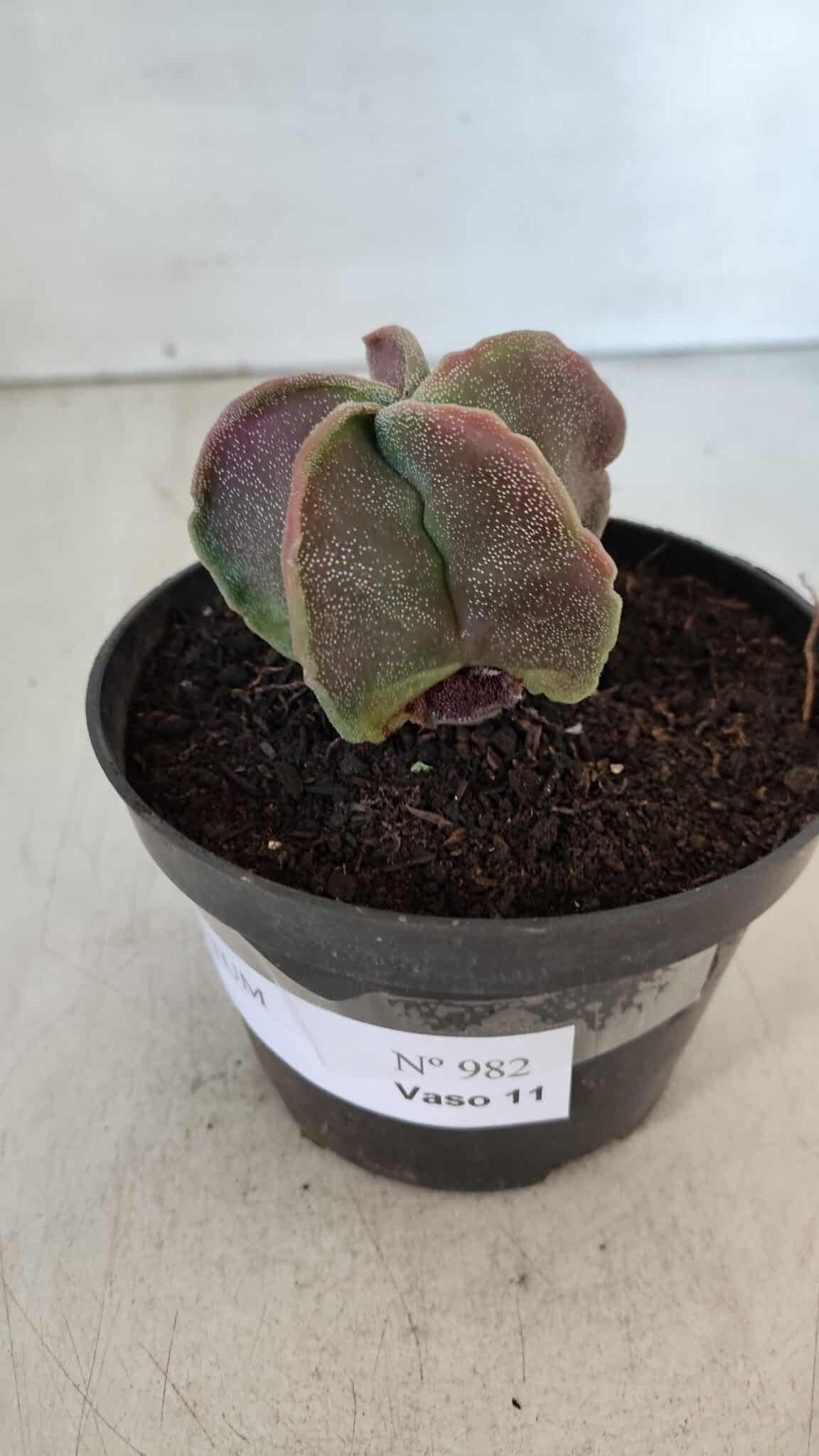 ASTROPHYTUM MYRIOSTIGMA Nº 982 – vaso 11