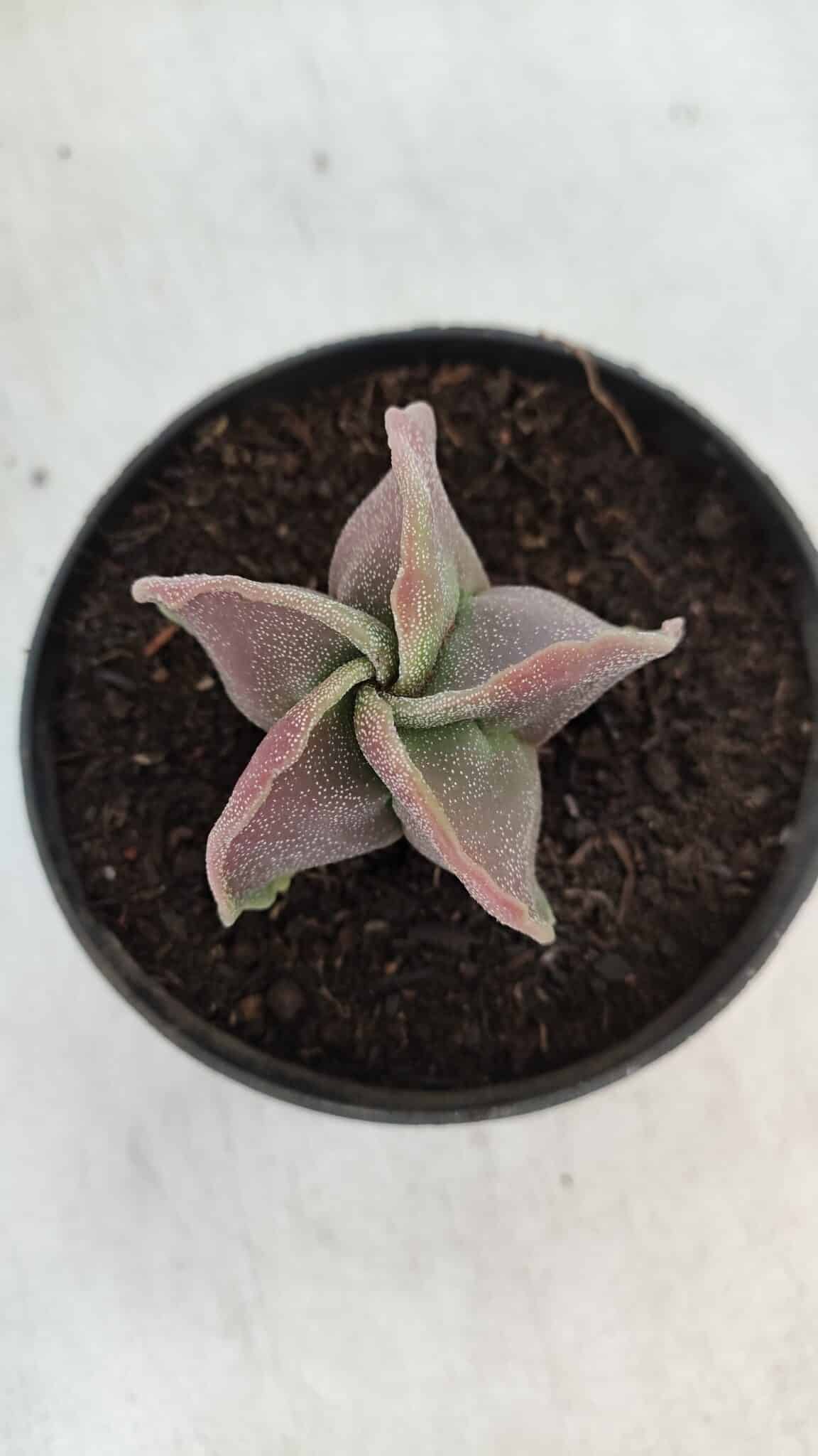 ASTROPHYTUM MYRIOSTIGMA Nº 982 – vaso 11