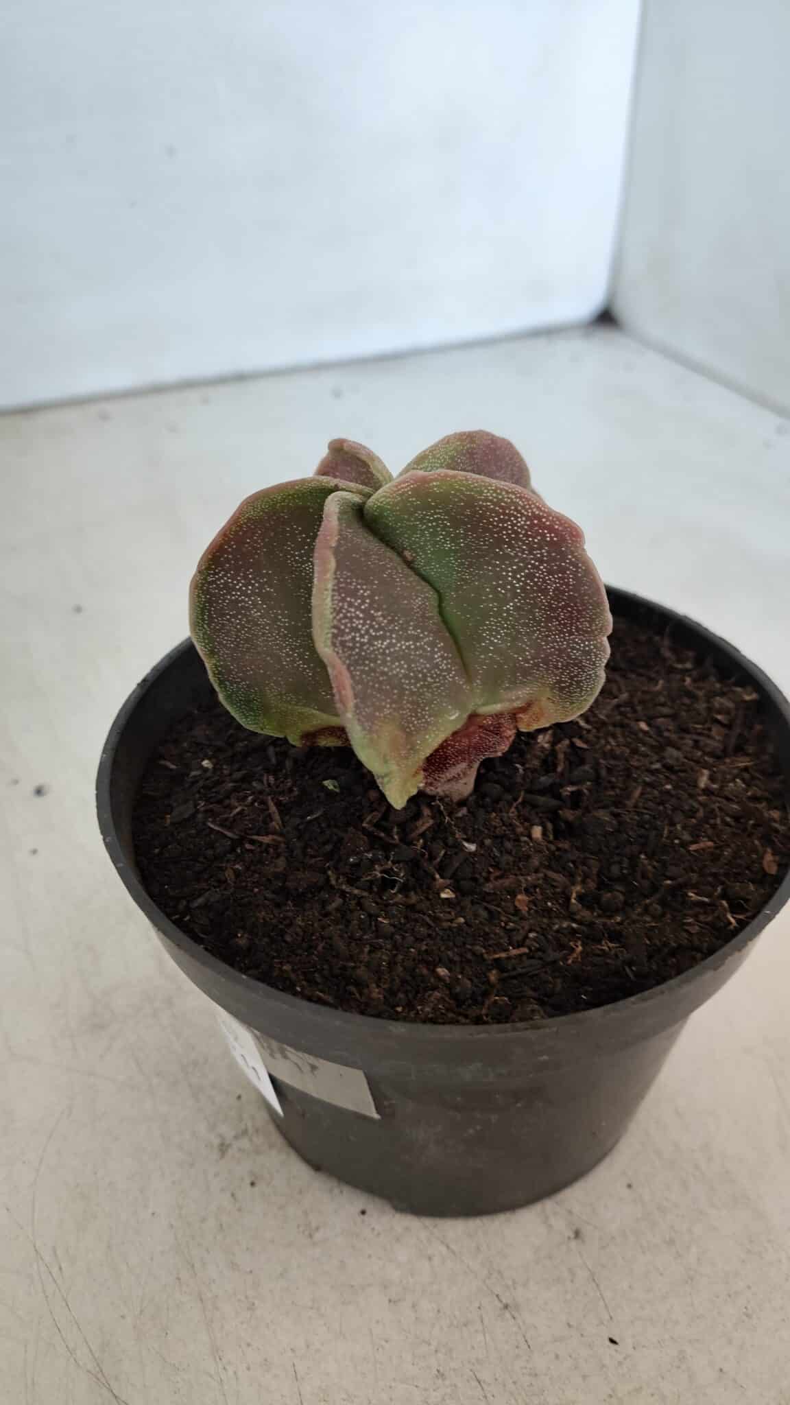 ASTROPHYTUM MYRIOSTIGMA Nº 982 – vaso 11