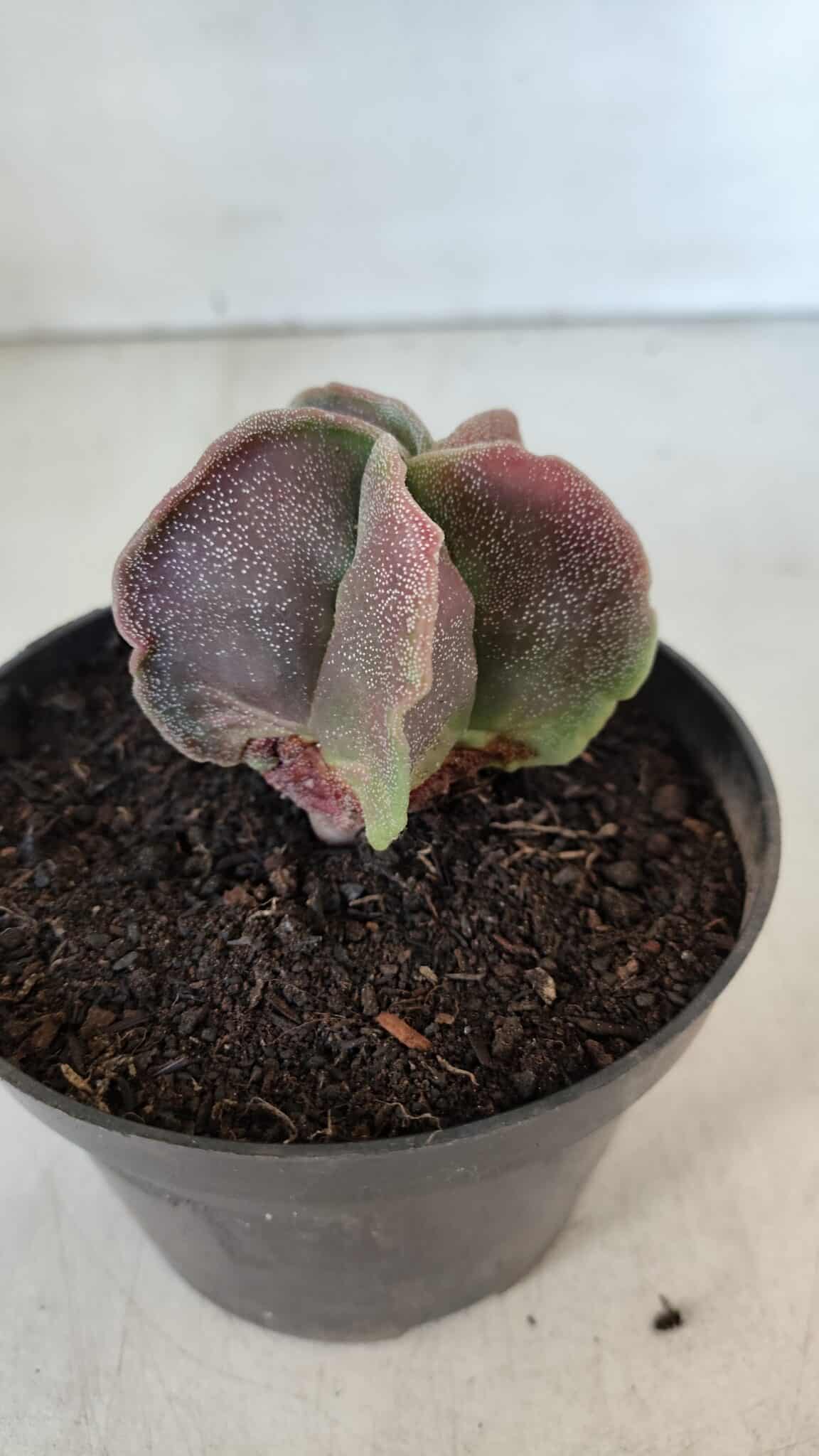 ASTROPHYTUM MYRIOSTIGMA Nº 982 – vaso 11