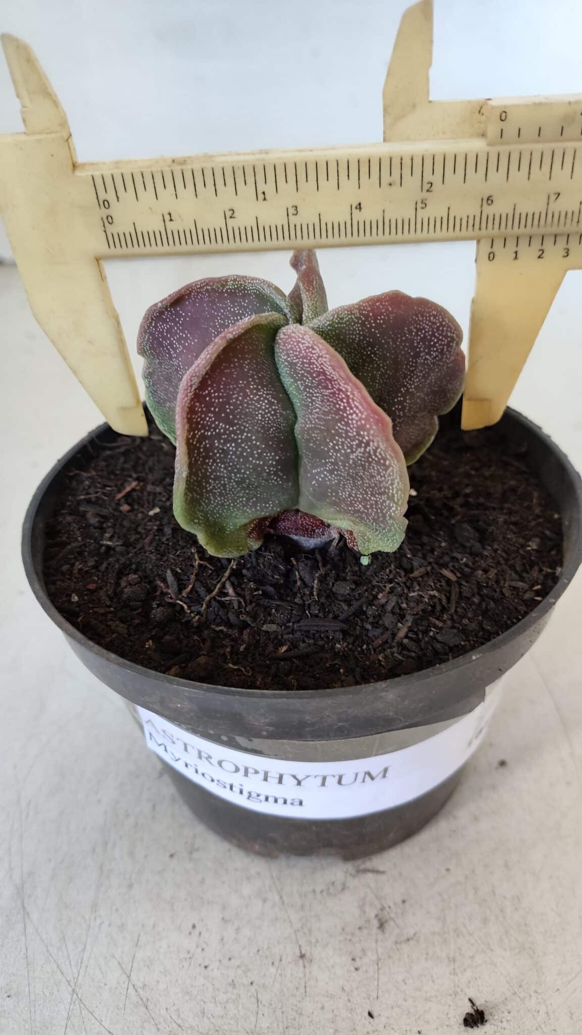 ASTROPHYTUM MYRIOSTIGMA Nº 982 – vaso 11