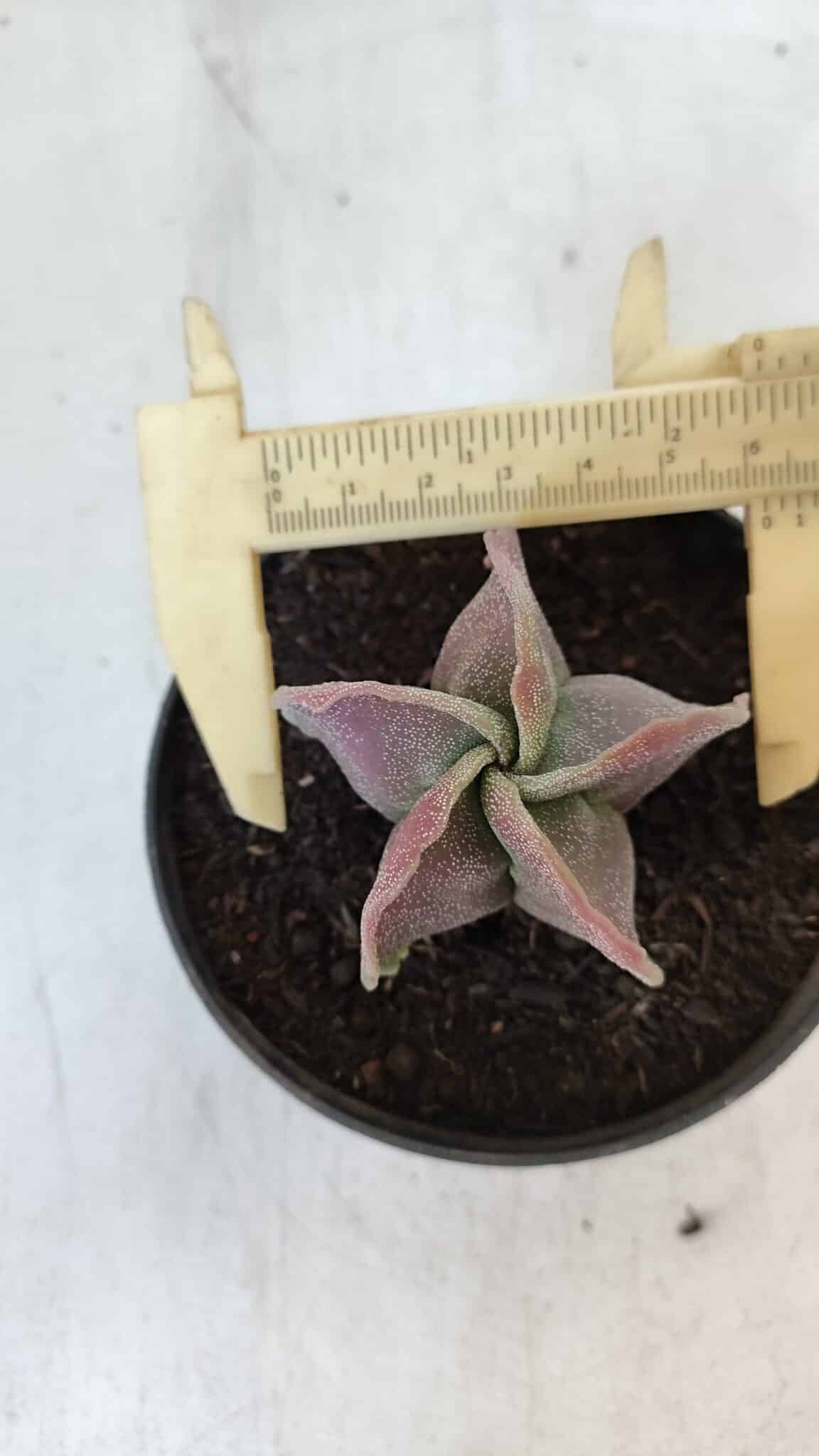 ASTROPHYTUM MYRIOSTIGMA Nº 982 – vaso 11