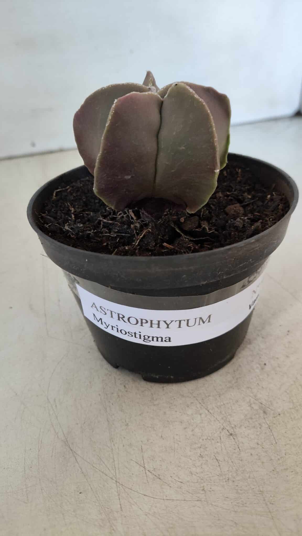 ASTROPHYTUM MYRIOSTIGMA Nº 985 – vaso 11