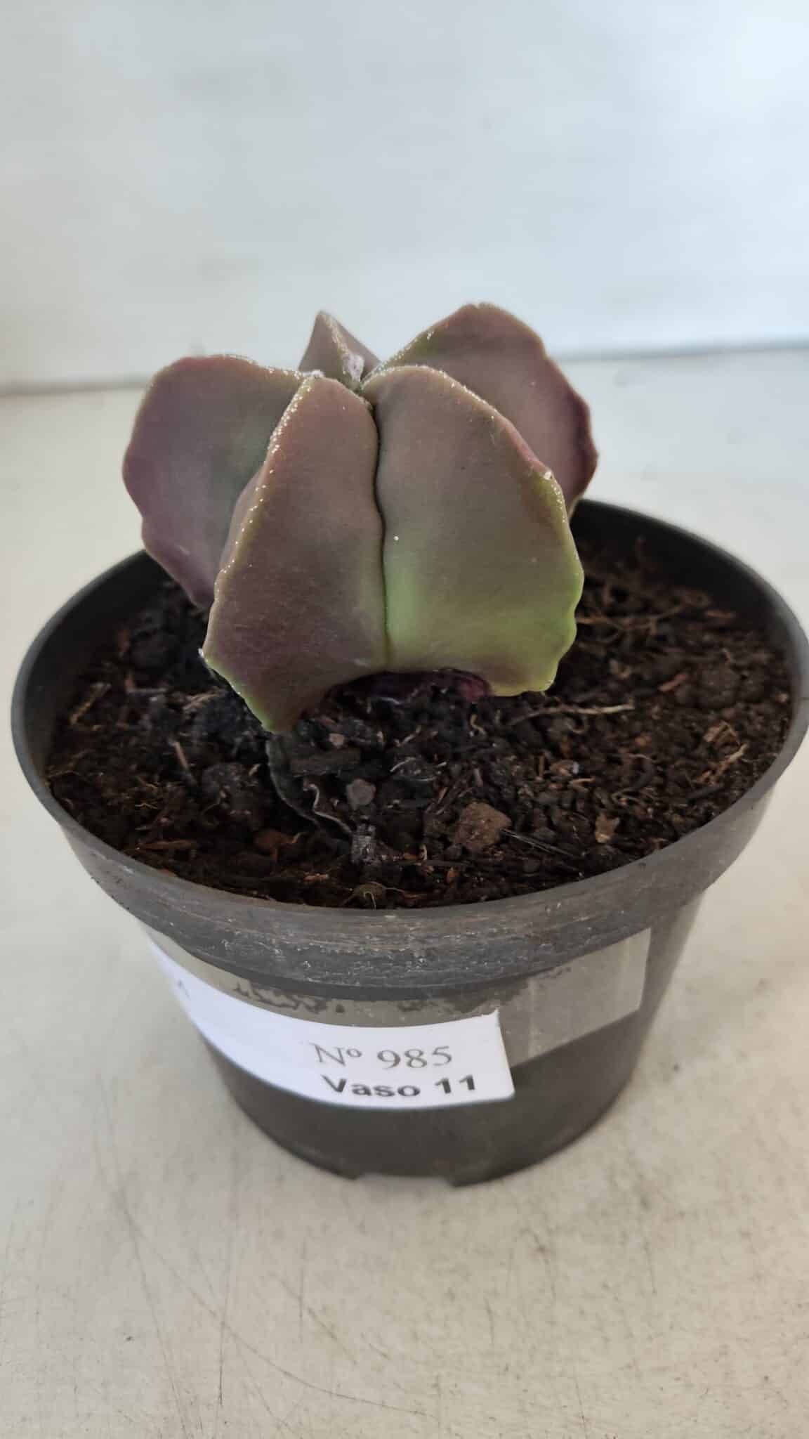 ASTROPHYTUM MYRIOSTIGMA Nº 985 – vaso 11