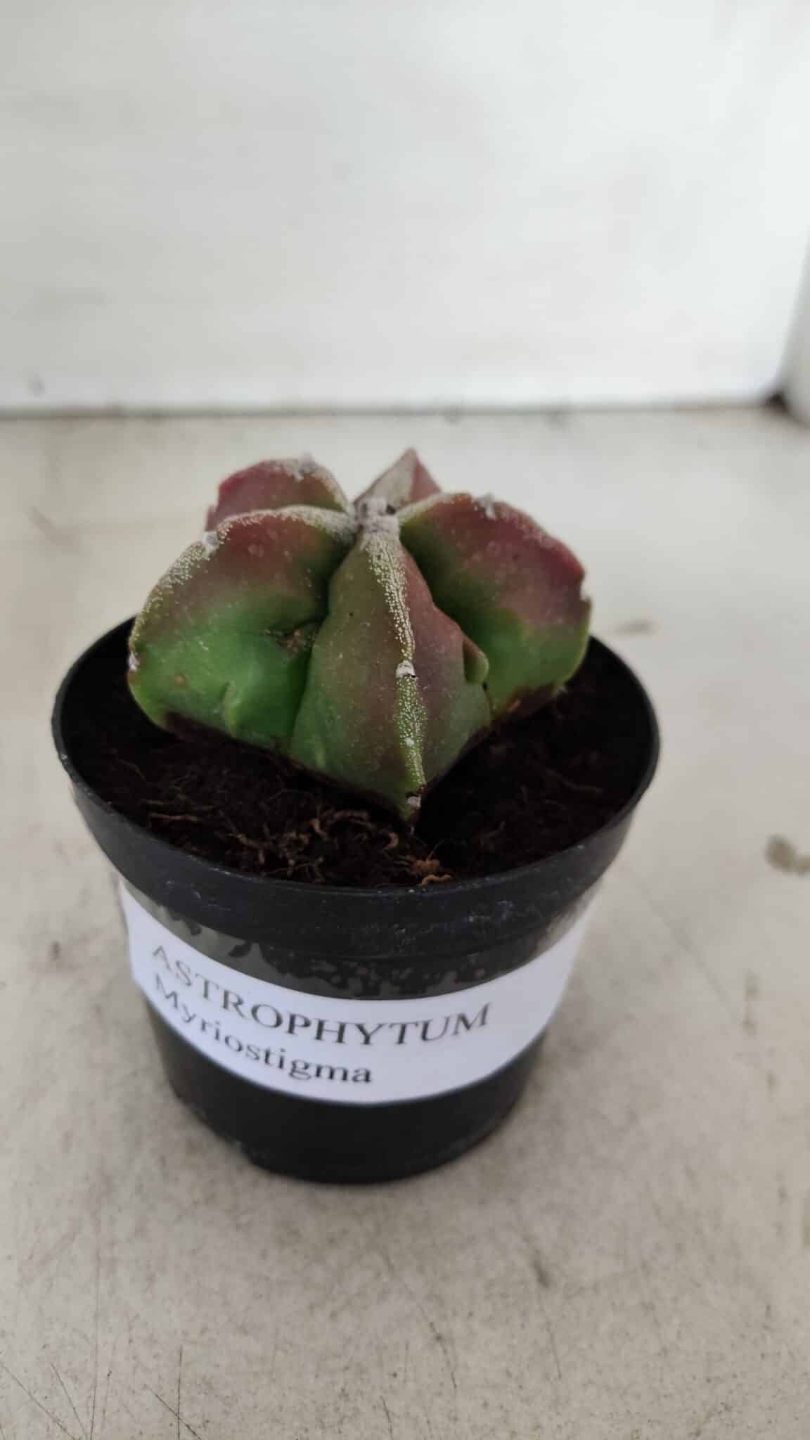 ASTROPHYTUM MYRIOSTIGMA Nº 983 – vaso 09