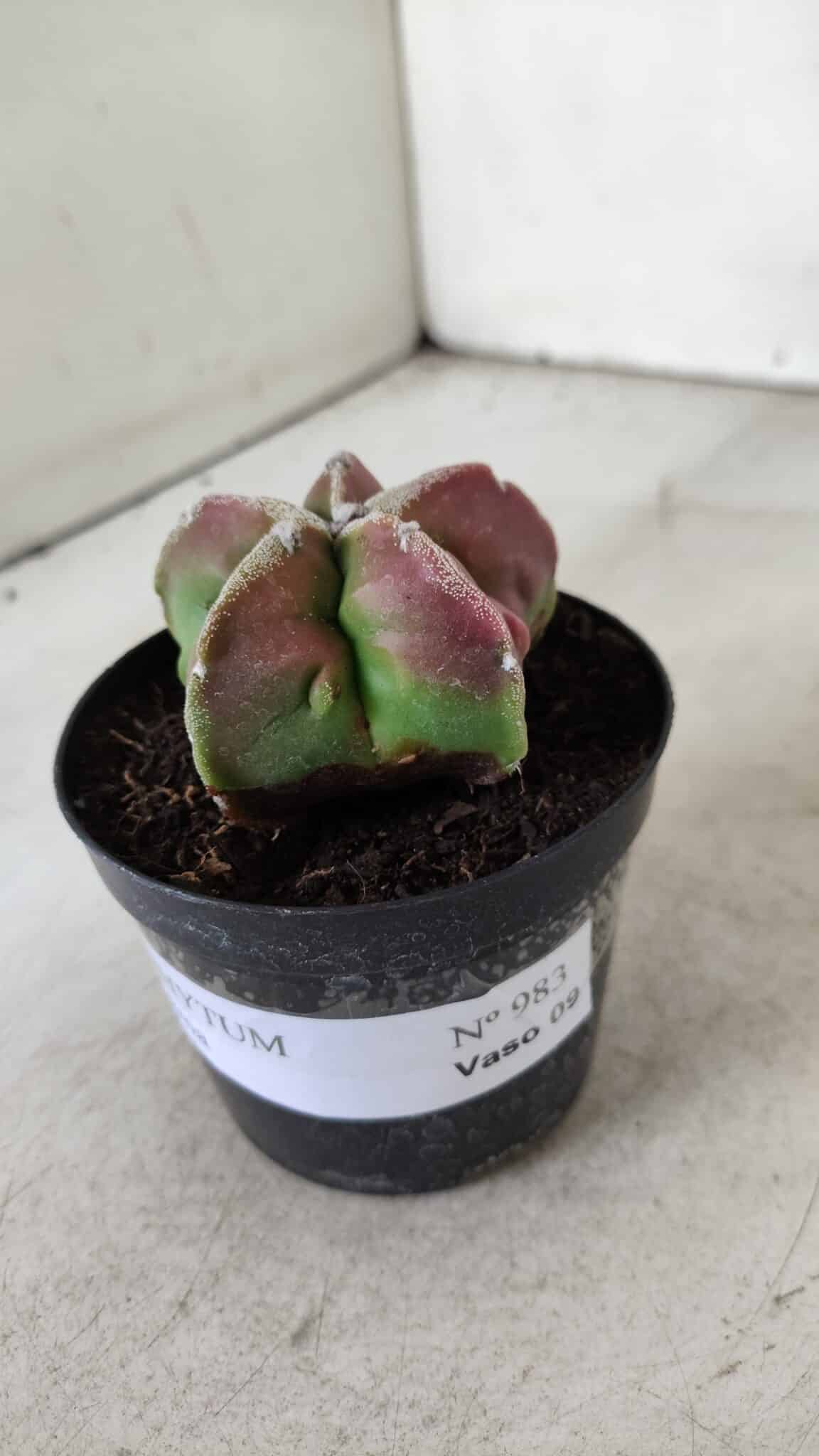ASTROPHYTUM MYRIOSTIGMA Nº 983 – vaso 09