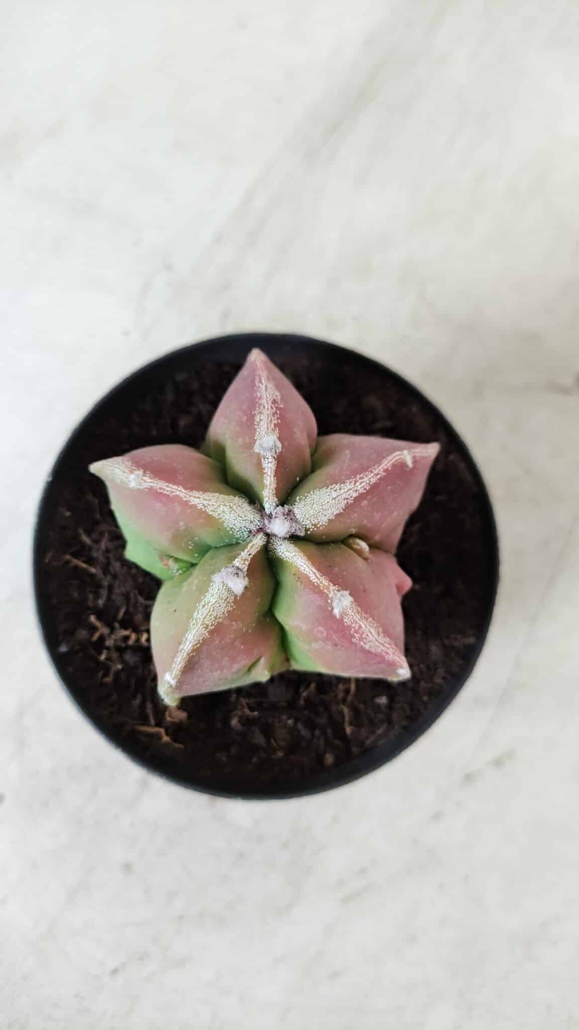 ASTROPHYTUM MYRIOSTIGMA Nº 983 – vaso 09