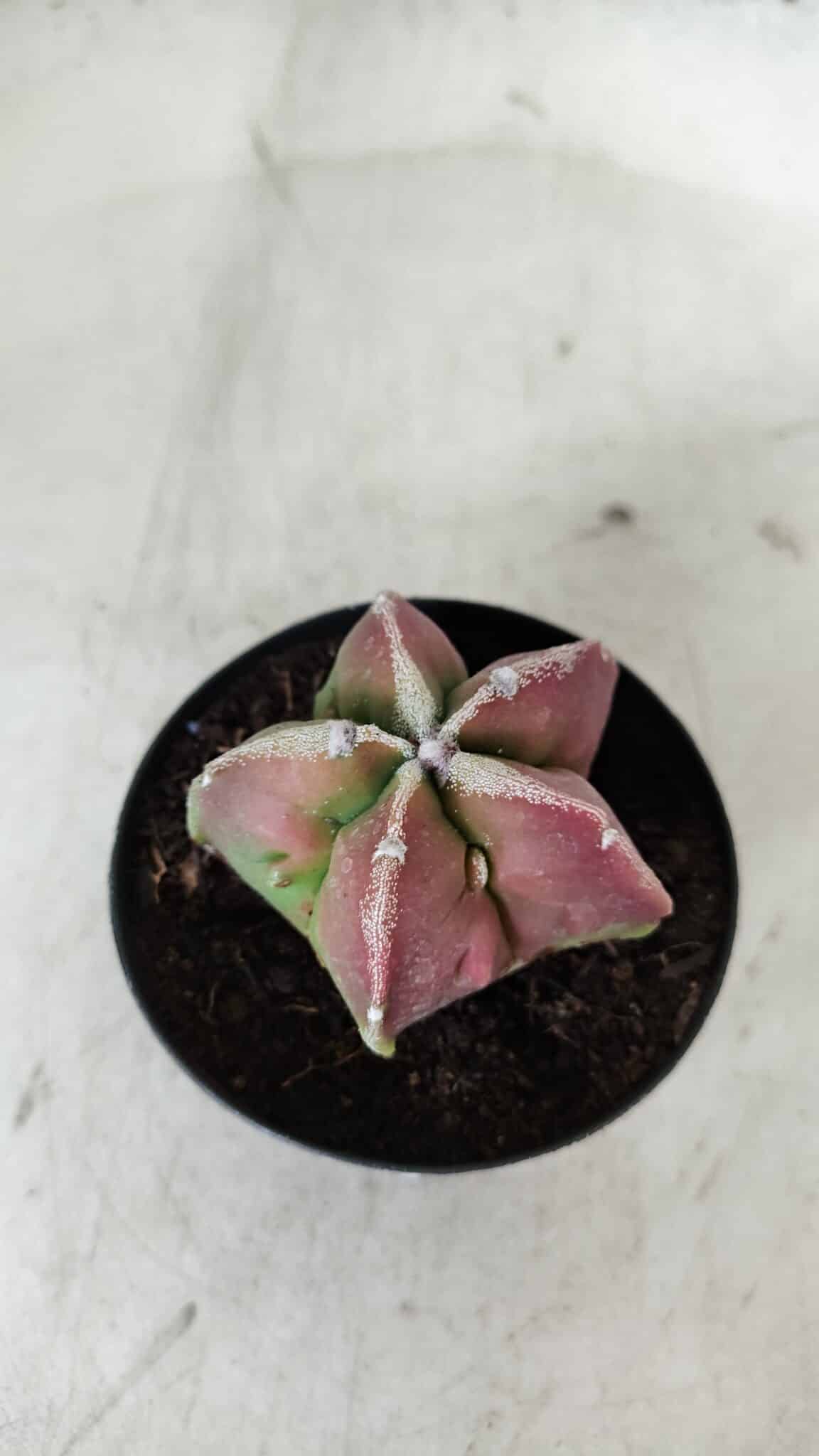 ASTROPHYTUM MYRIOSTIGMA Nº 983 – vaso 09