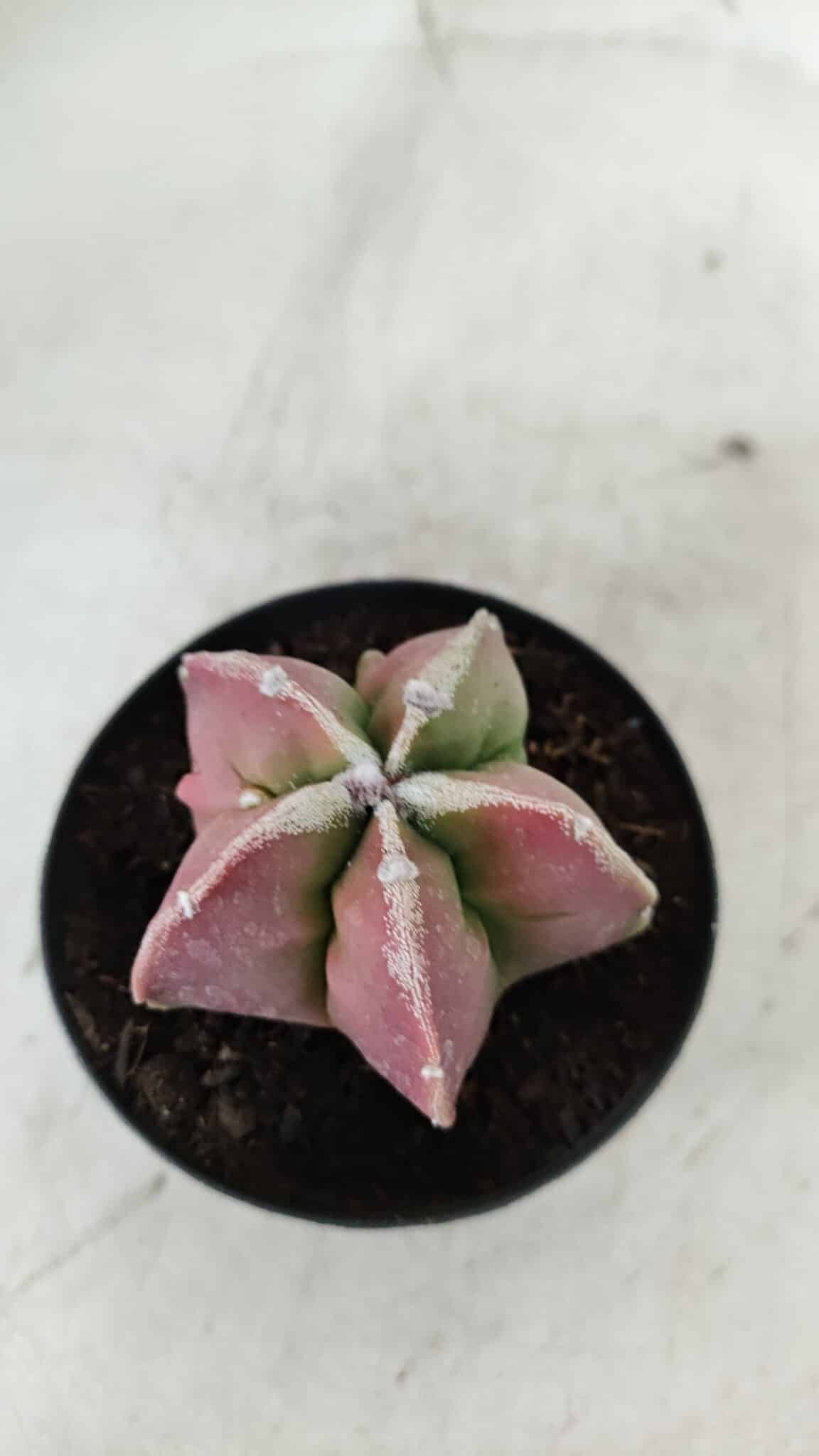 ASTROPHYTUM MYRIOSTIGMA Nº 983 – vaso 09