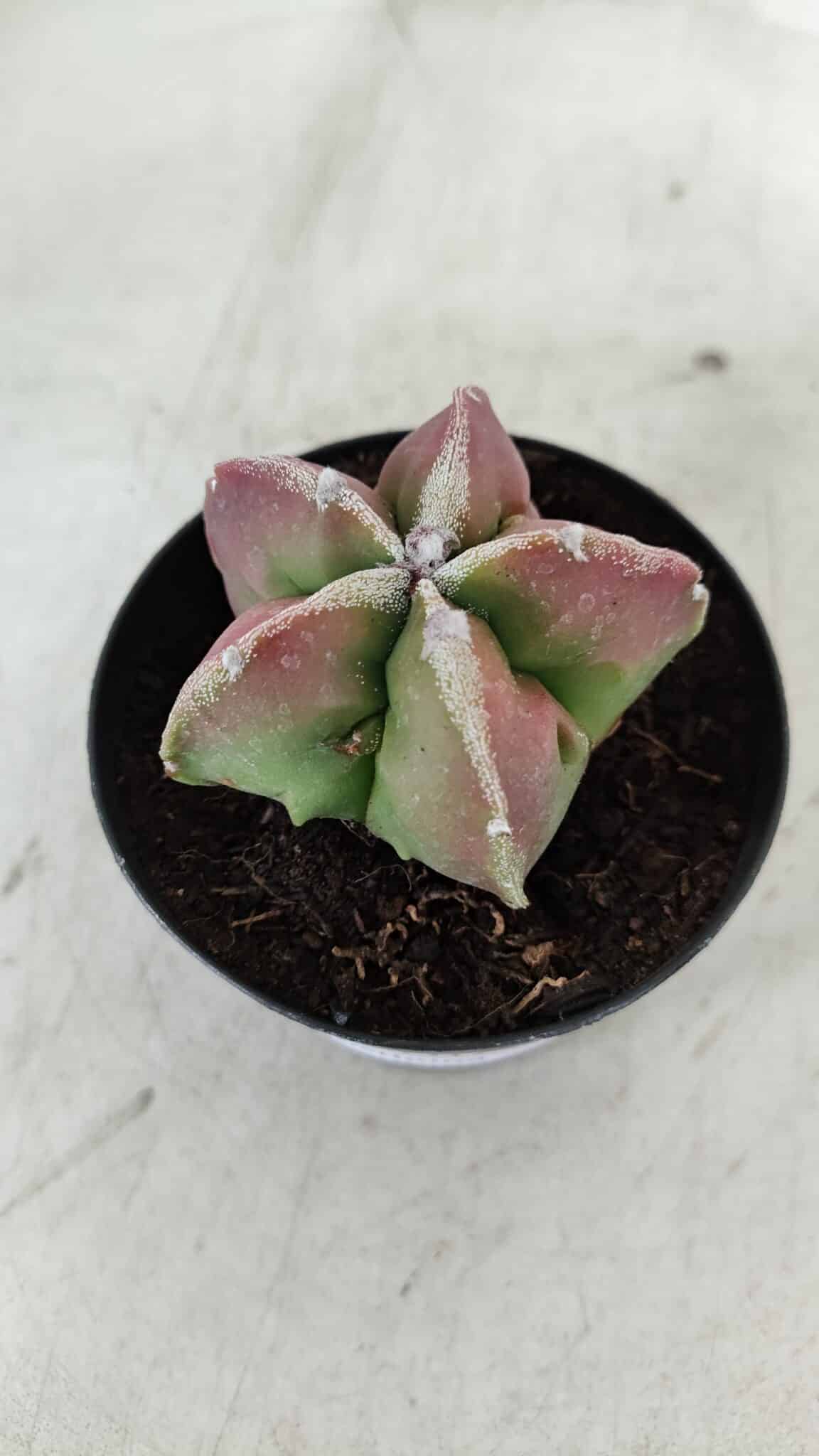 ASTROPHYTUM MYRIOSTIGMA Nº 983 – vaso 09