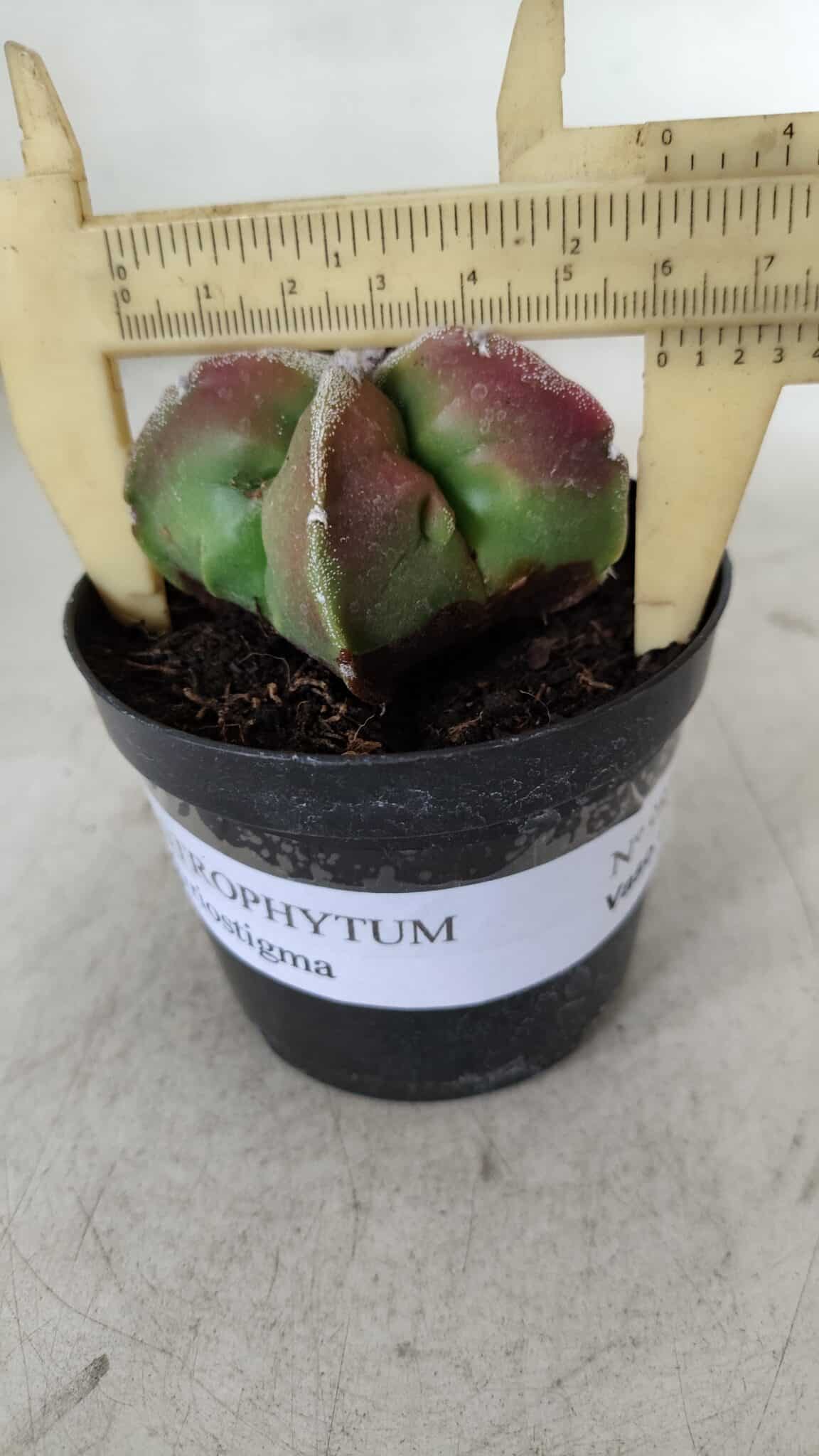 ASTROPHYTUM MYRIOSTIGMA Nº 983 – vaso 09
