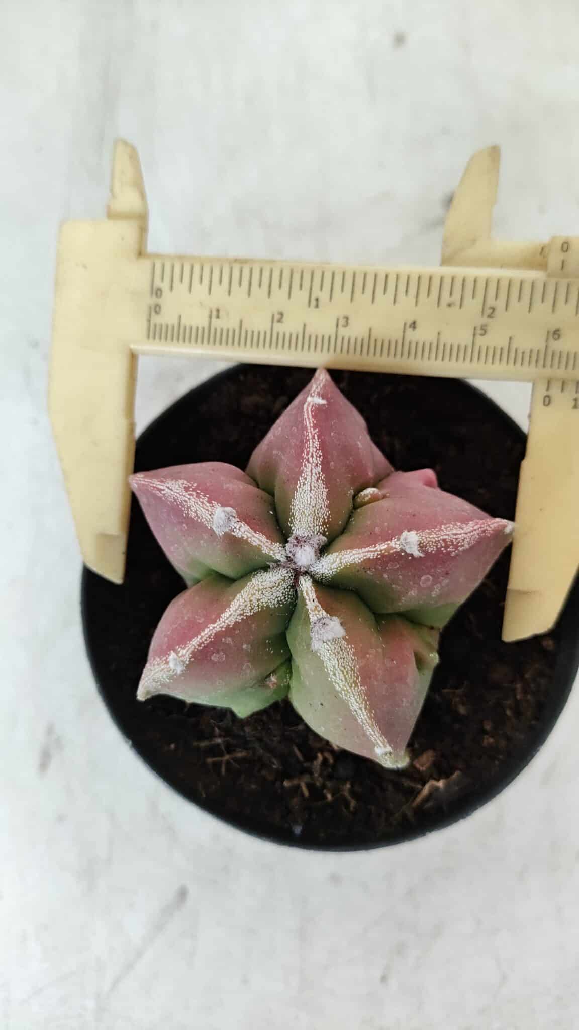 ASTROPHYTUM MYRIOSTIGMA Nº 983 – vaso 09