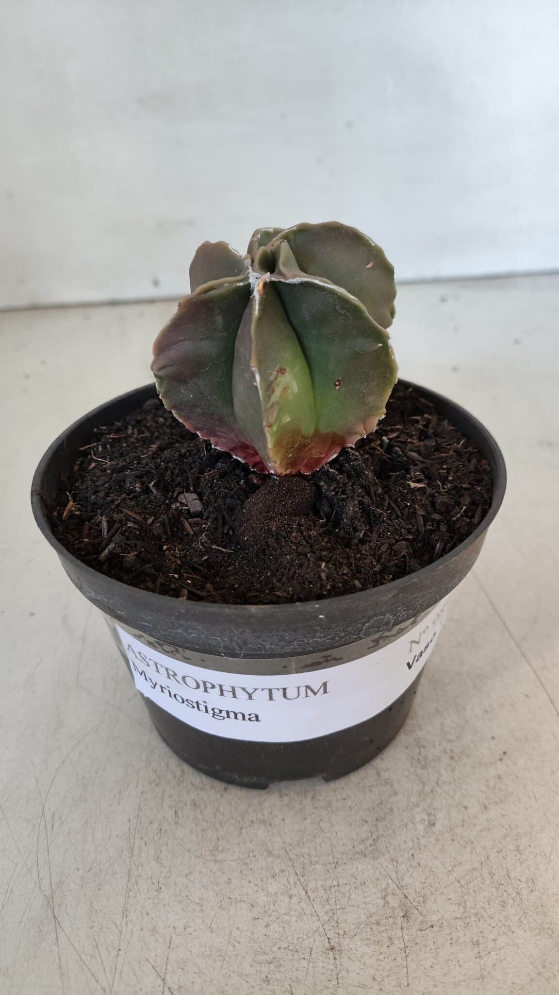 ASTROPHYTUM MYRIOSTIGMA Nº 984 – vaso 11