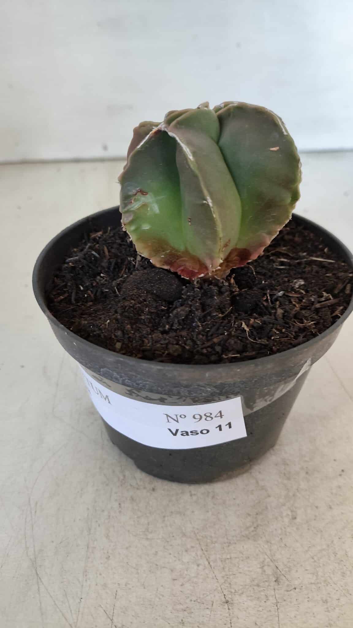 ASTROPHYTUM MYRIOSTIGMA Nº 984 – vaso 11