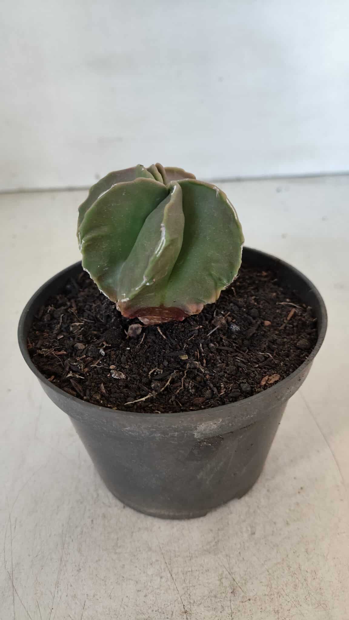 ASTROPHYTUM MYRIOSTIGMA Nº 984 – vaso 11