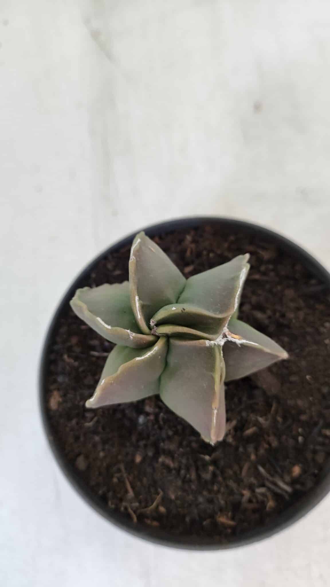 ASTROPHYTUM MYRIOSTIGMA Nº 984 – vaso 11