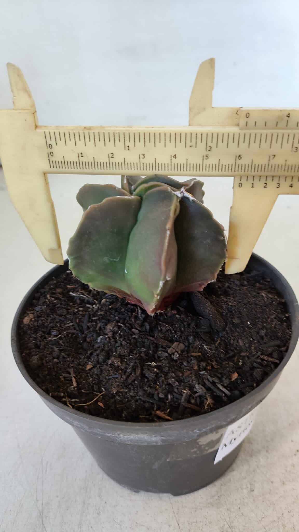 ASTROPHYTUM MYRIOSTIGMA Nº 984 – vaso 11
