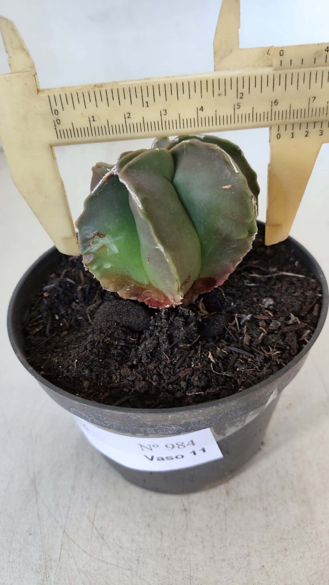 ASTROPHYTUM MYRIOSTIGMA Nº 984 – vaso 11