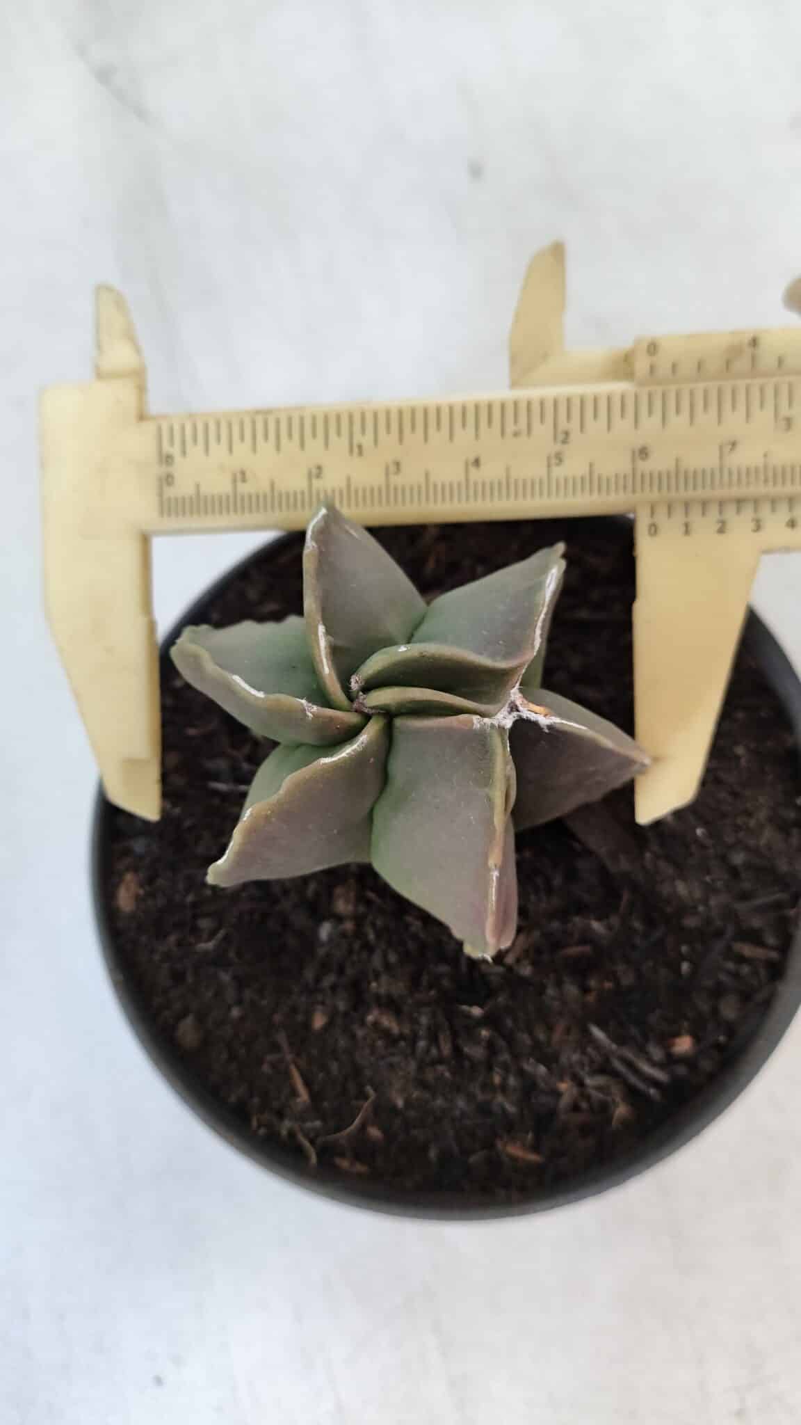 ASTROPHYTUM MYRIOSTIGMA Nº 984 – vaso 11