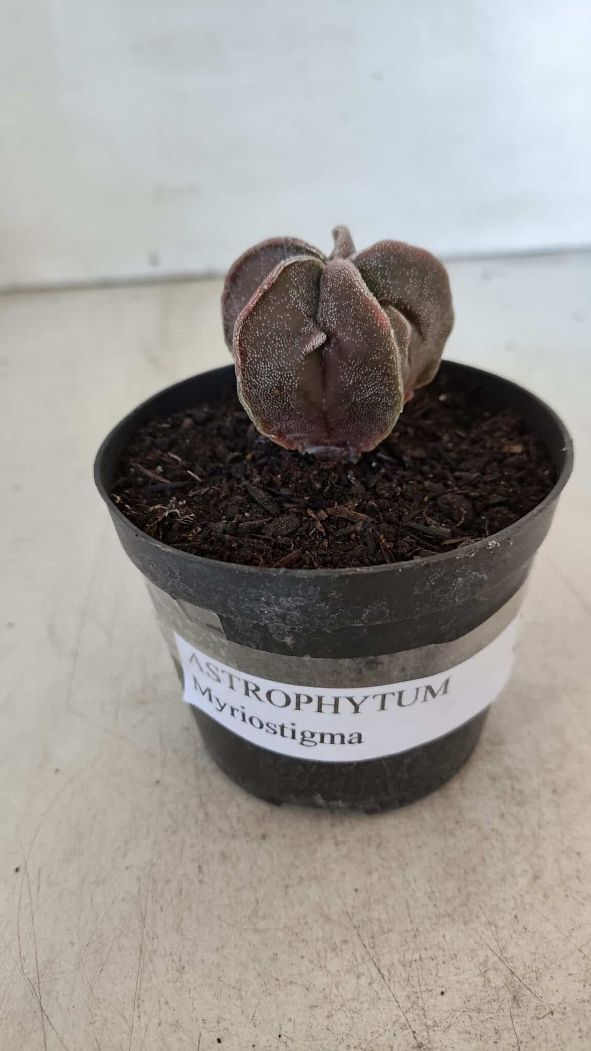 ASTROPHYTUM MYRIOSTIGMA Nº 986 – vaso 09