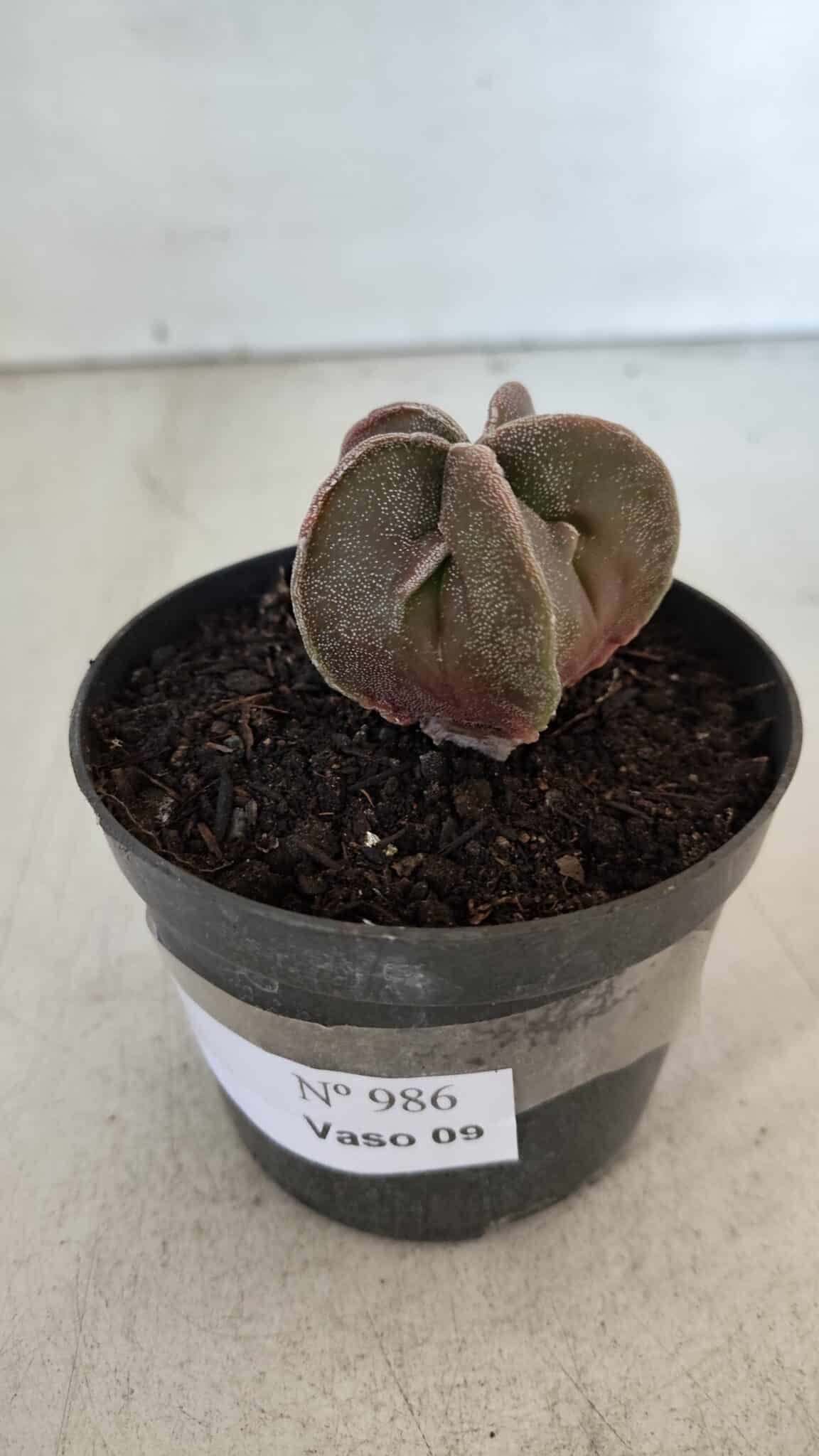 ASTROPHYTUM MYRIOSTIGMA Nº 986 – vaso 09