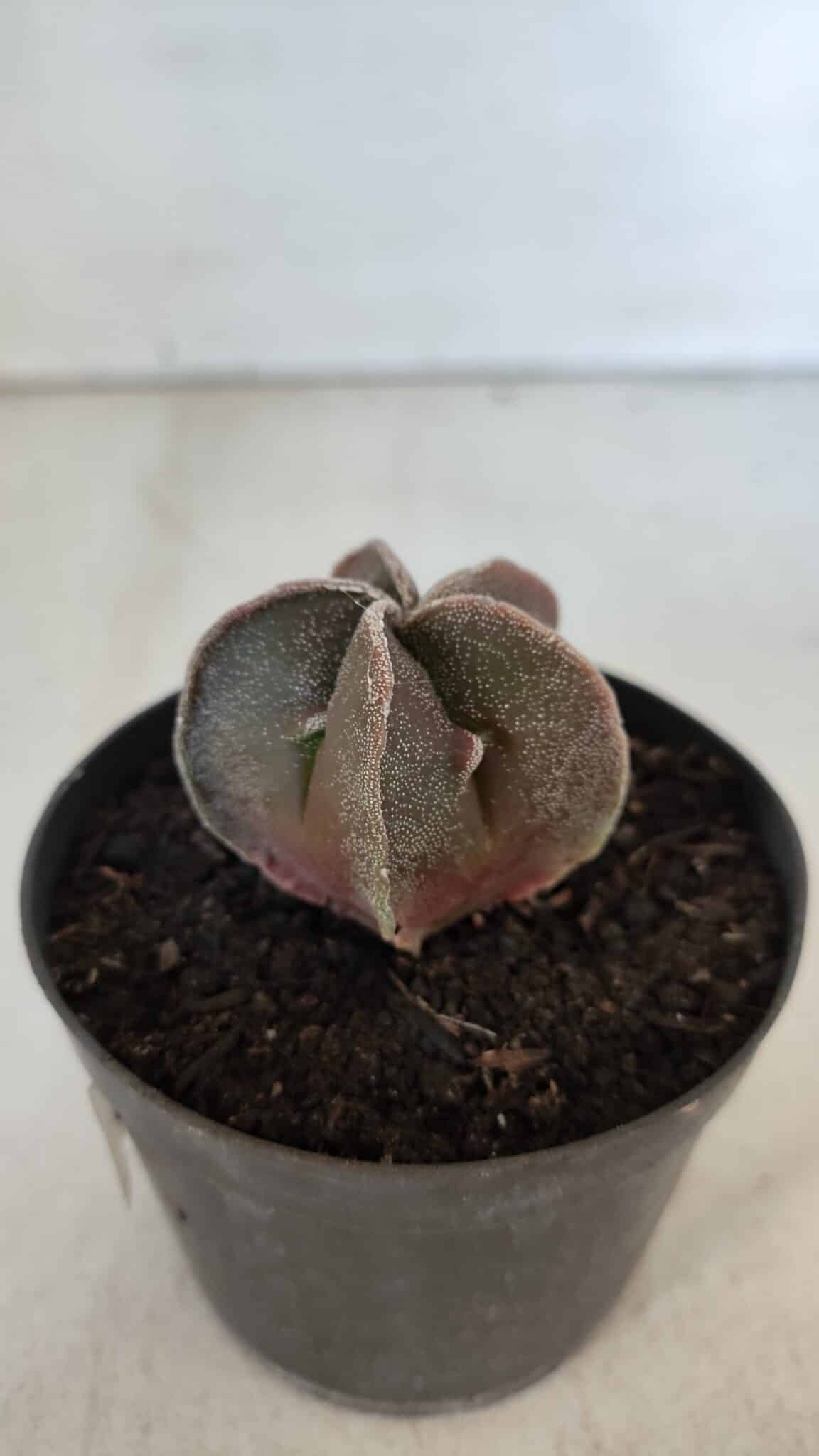 ASTROPHYTUM MYRIOSTIGMA Nº 986 – vaso 09