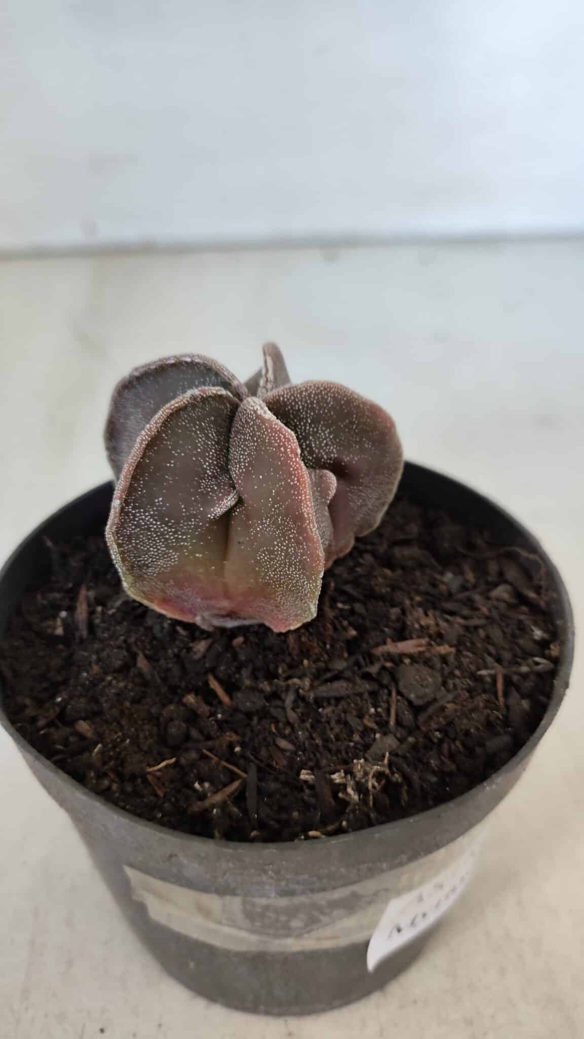 ASTROPHYTUM MYRIOSTIGMA Nº 986 – vaso 09