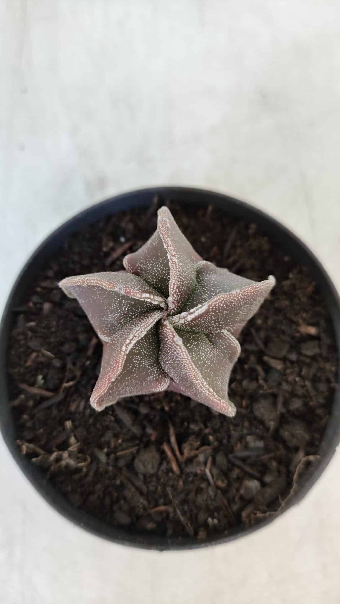 ASTROPHYTUM MYRIOSTIGMA Nº 986 – vaso 09