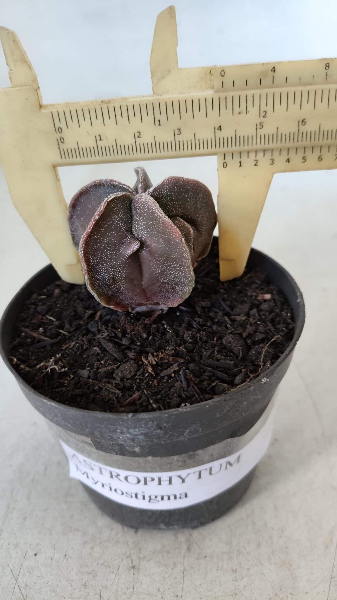 ASTROPHYTUM MYRIOSTIGMA Nº 986 – vaso 09