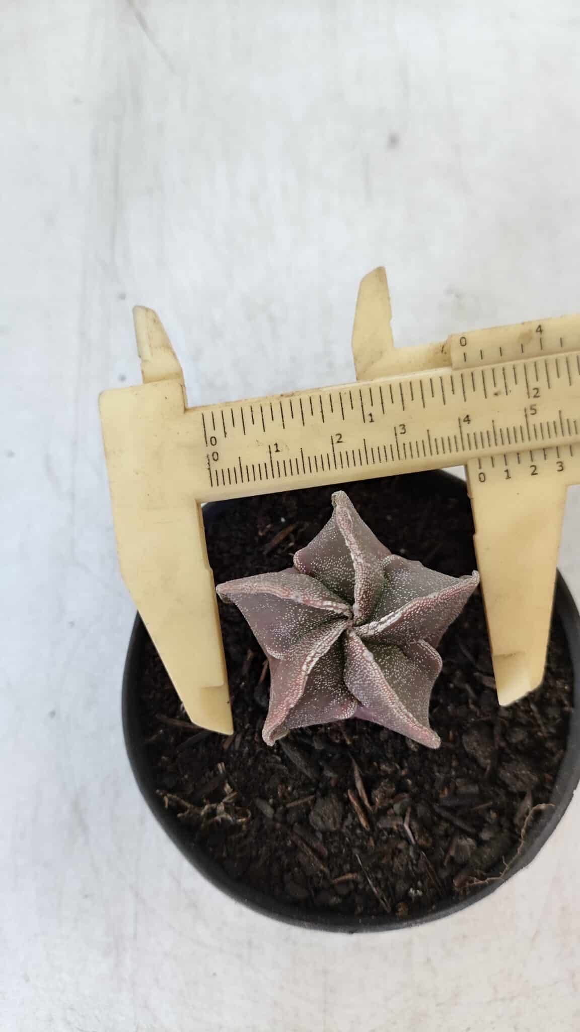 ASTROPHYTUM MYRIOSTIGMA Nº 986 – vaso 09