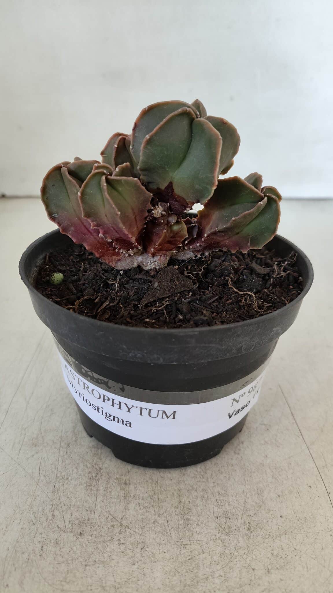ASTROPHYTUM MYRIOSTIGMA "Colônia" Nº 987 – vaso 11