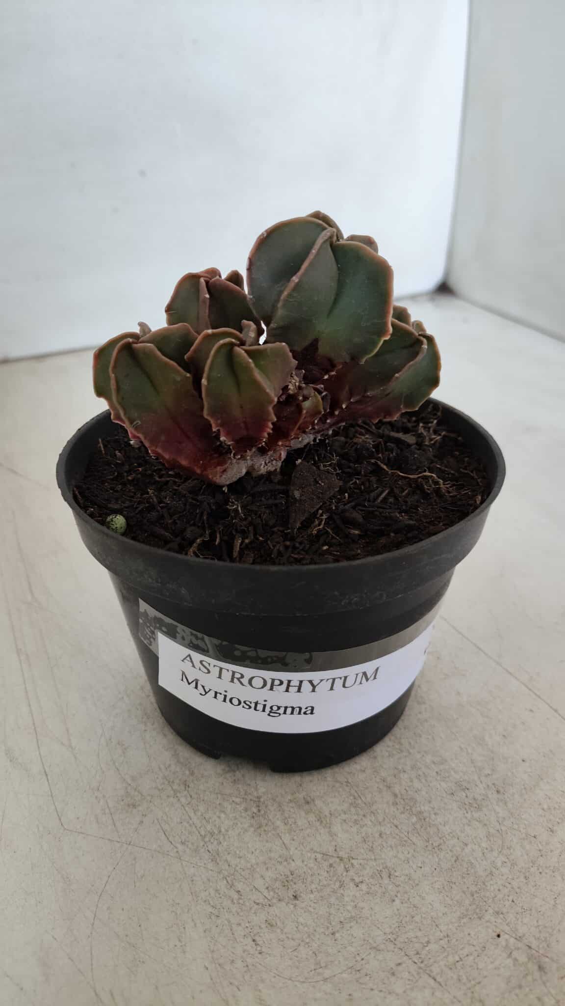 ASTROPHYTUM MYRIOSTIGMA "Colônia" Nº 987 – vaso 11