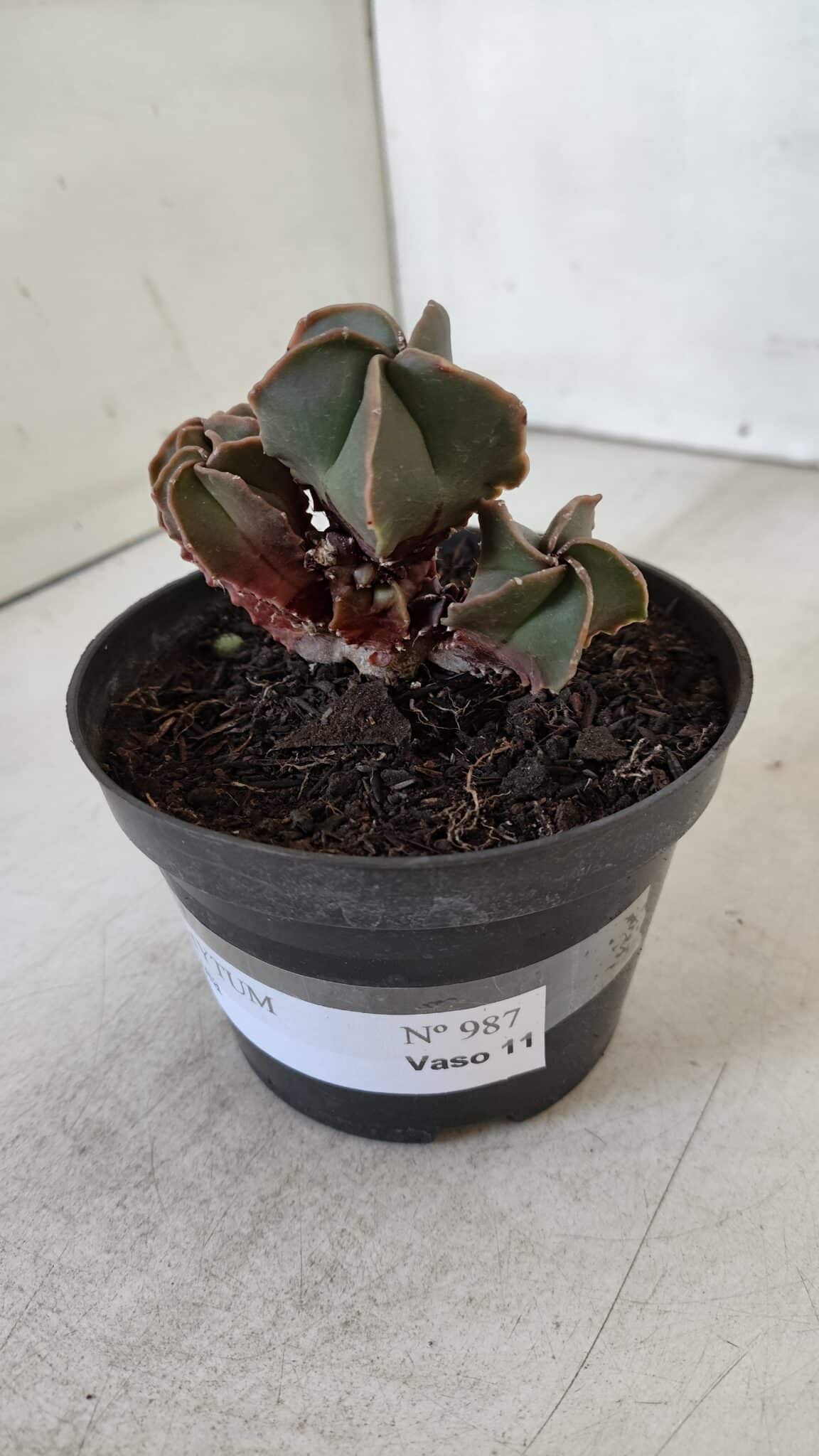 ASTROPHYTUM MYRIOSTIGMA "Colônia" Nº 987 – vaso 11