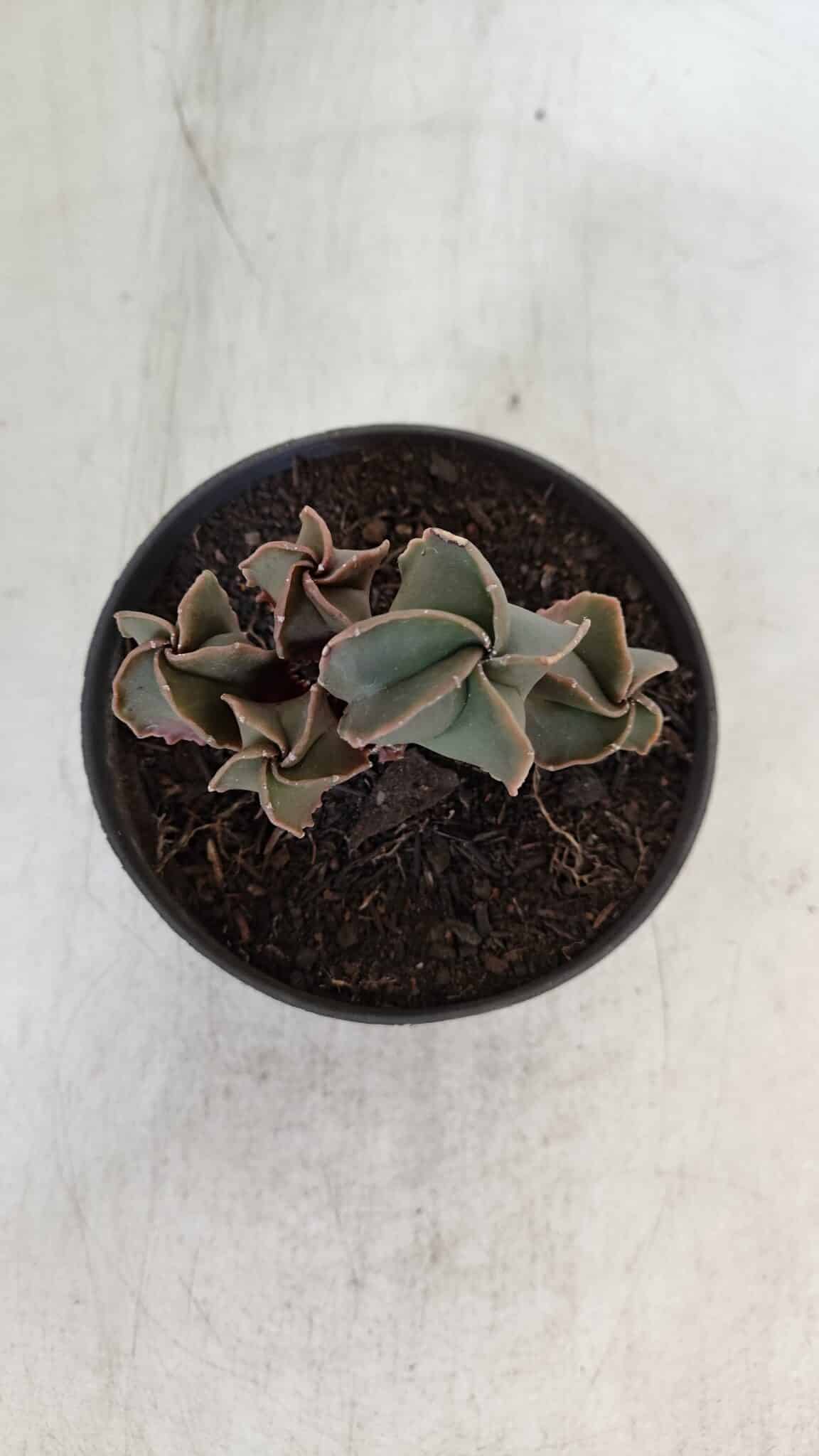 ASTROPHYTUM MYRIOSTIGMA "Colônia" Nº 987 – vaso 11