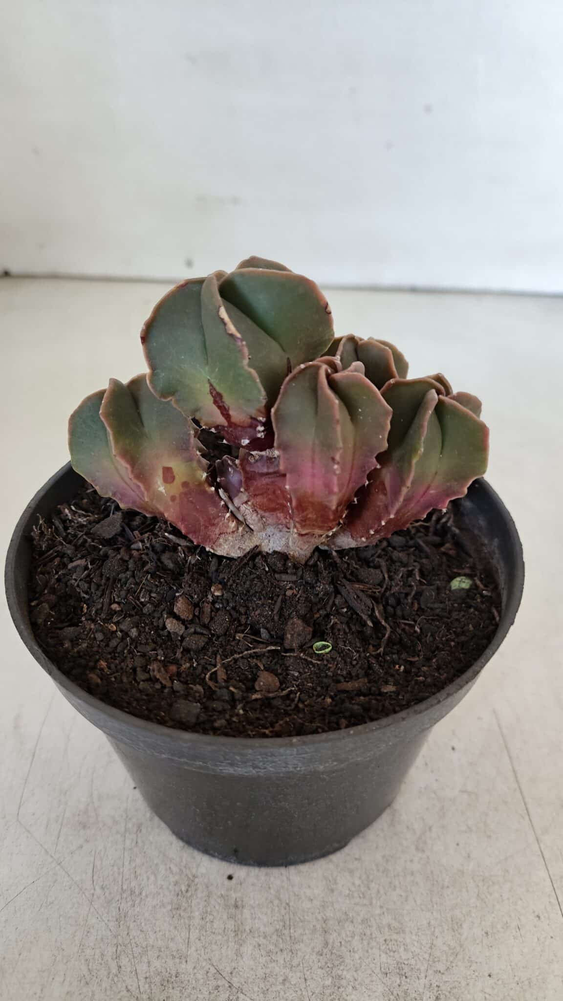 ASTROPHYTUM MYRIOSTIGMA "Colônia" Nº 987 – vaso 11