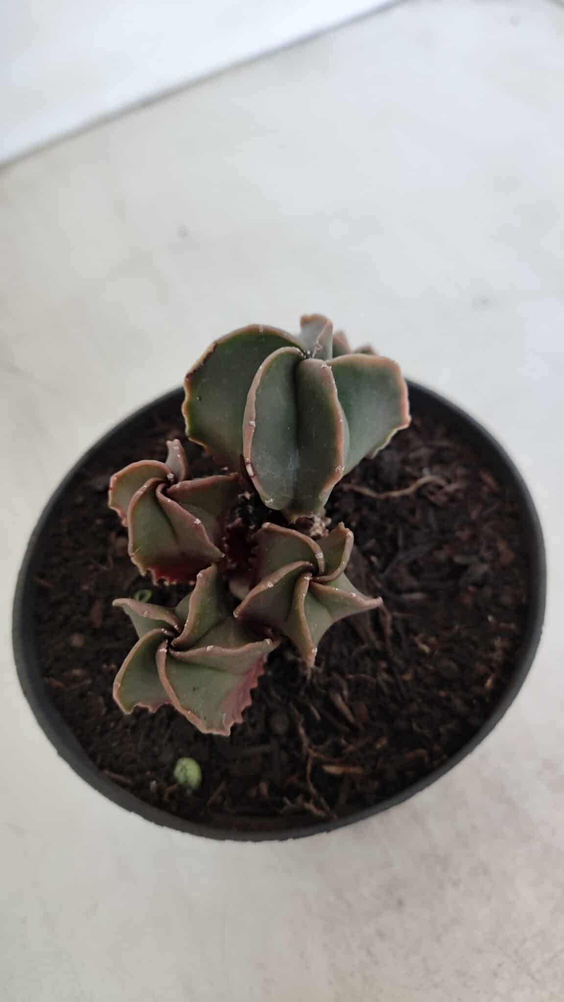 ASTROPHYTUM MYRIOSTIGMA "Colônia" Nº 987 – vaso 11