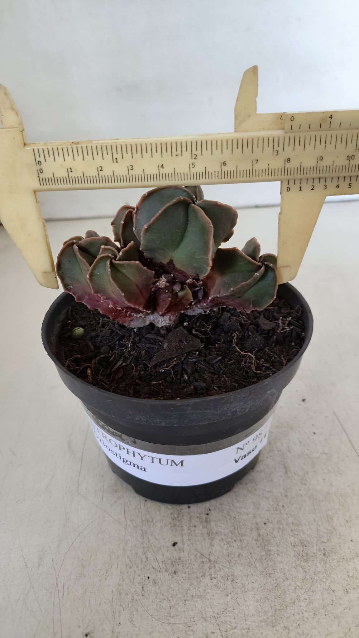 ASTROPHYTUM MYRIOSTIGMA "Colônia" Nº 987 – vaso 11